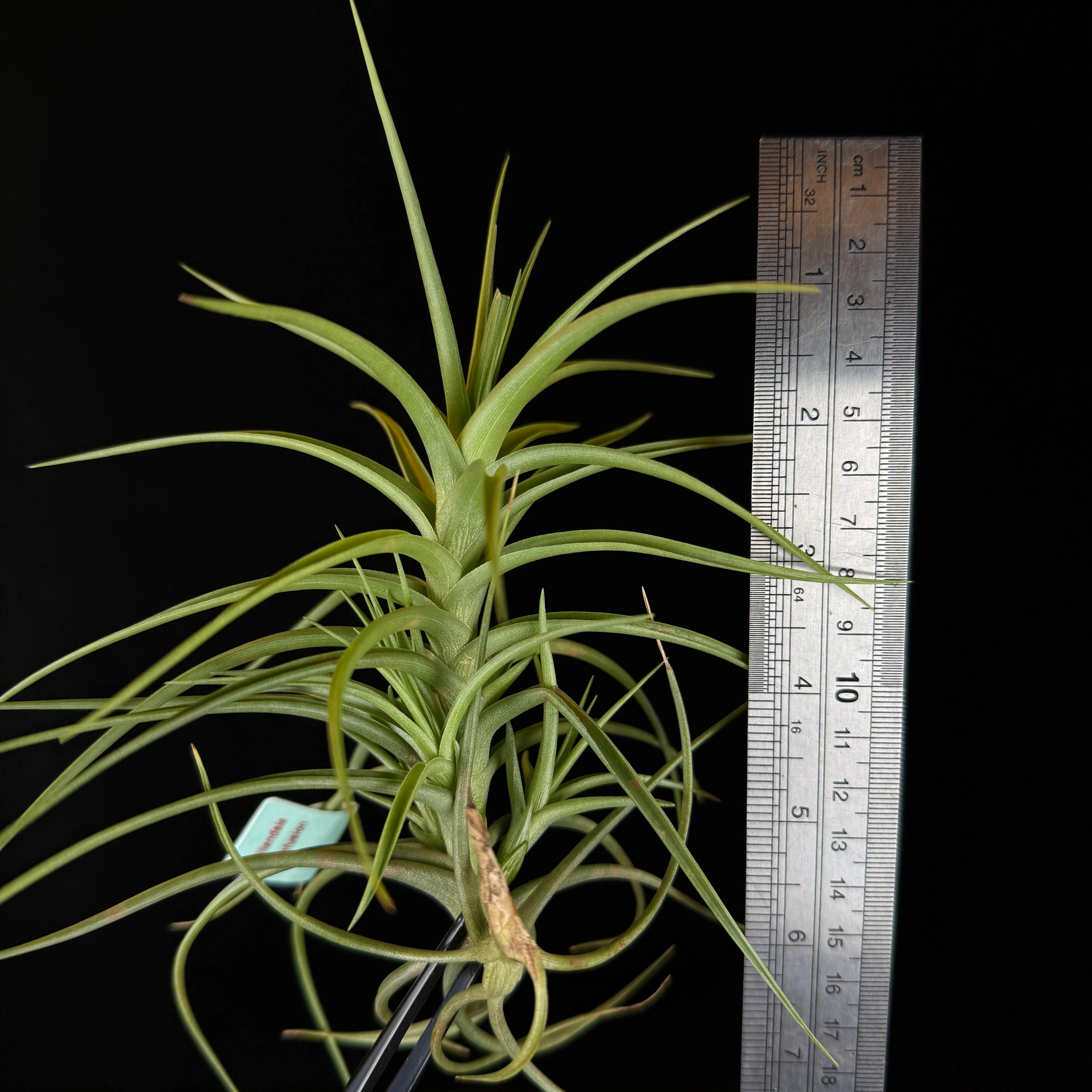 Tillandsia 'Confusion' - Image 4