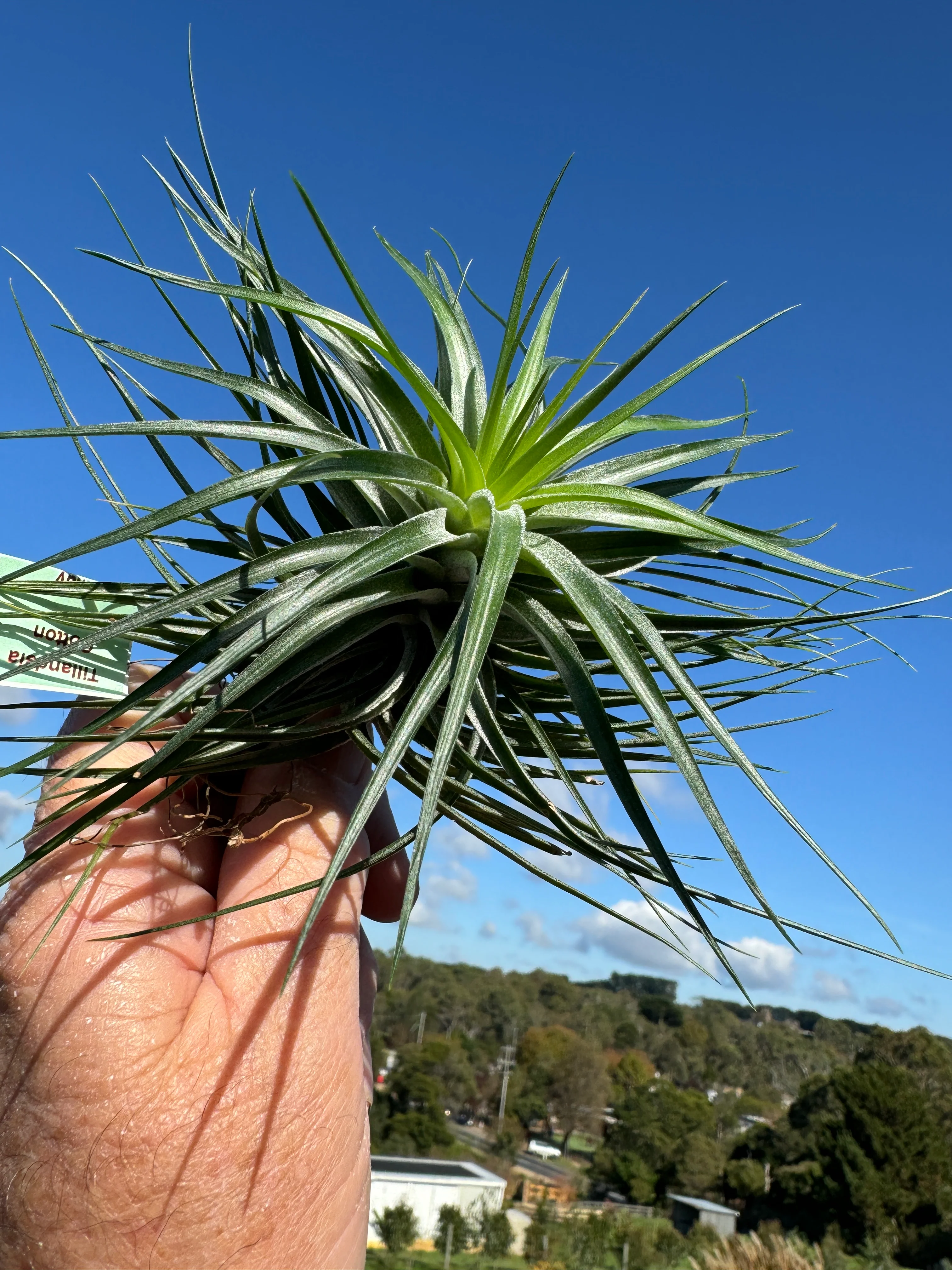 Tillandsia 'Cotton Candy Compact' - Image 3