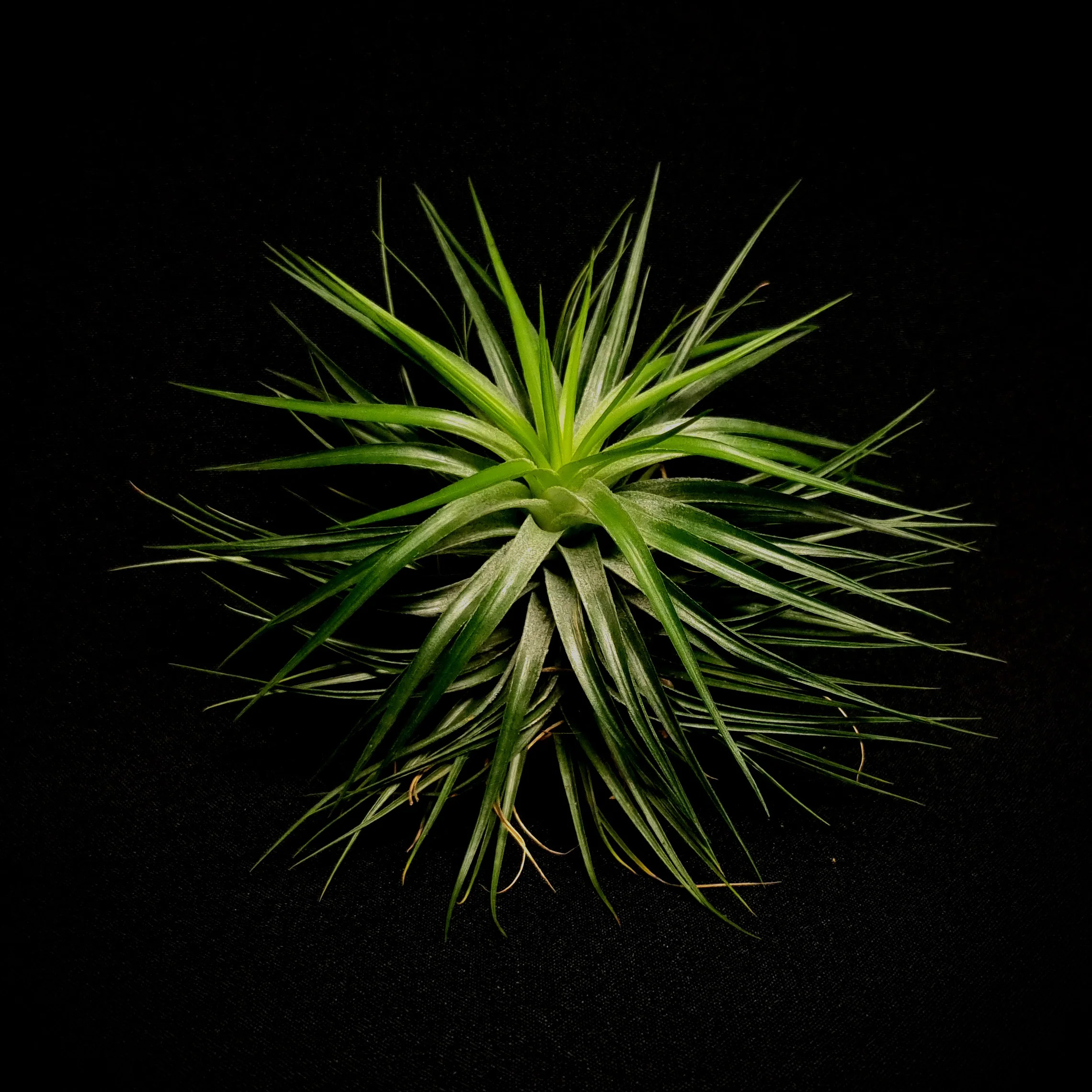 Tillandsia 'Cotton Candy Compact' - Image 4