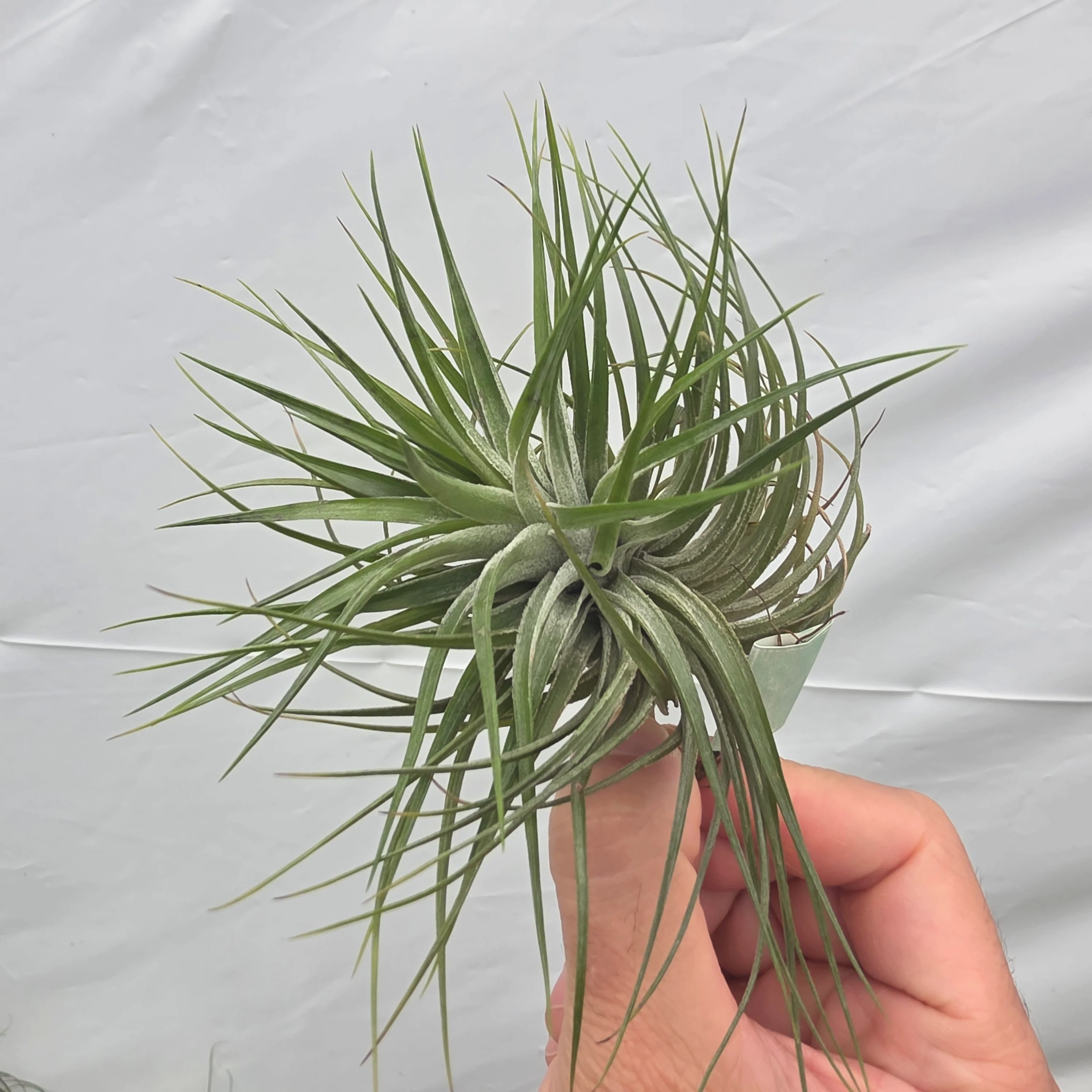 Tillandsia 'Cotton Candy Compact' - Image 5