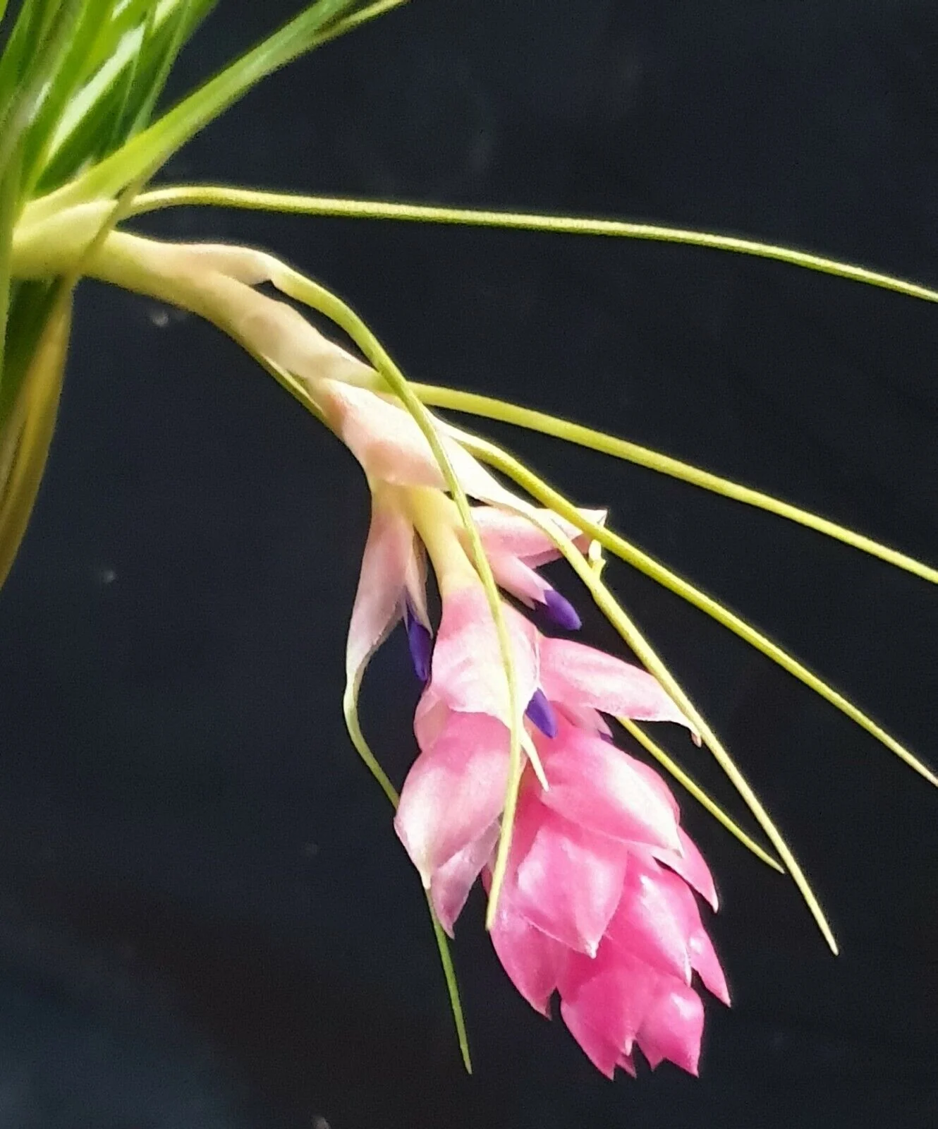 Tillandsia 'Cotton Candy Green' - Image 3