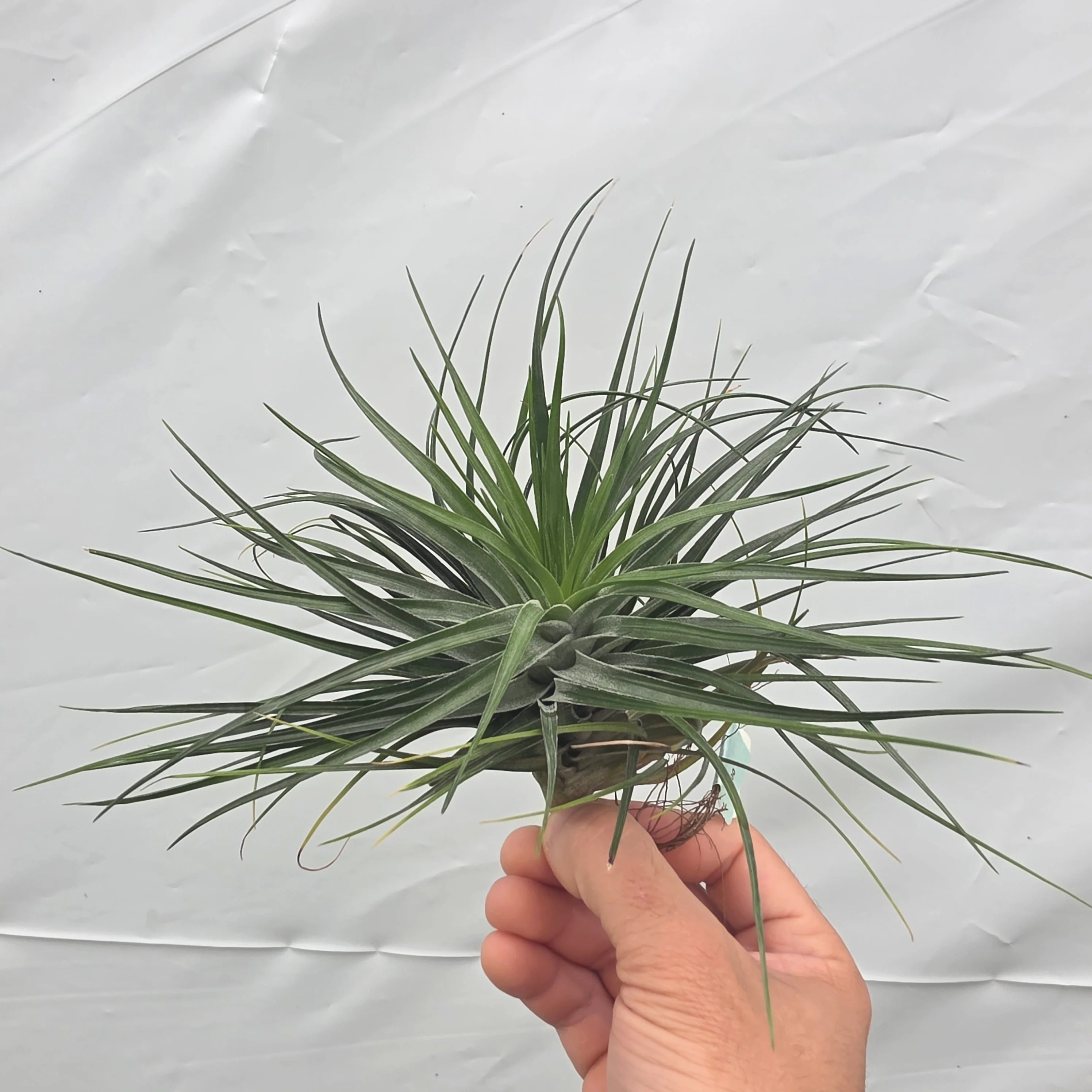 Tillandsia 'Cotton Candy Green' - Image 4