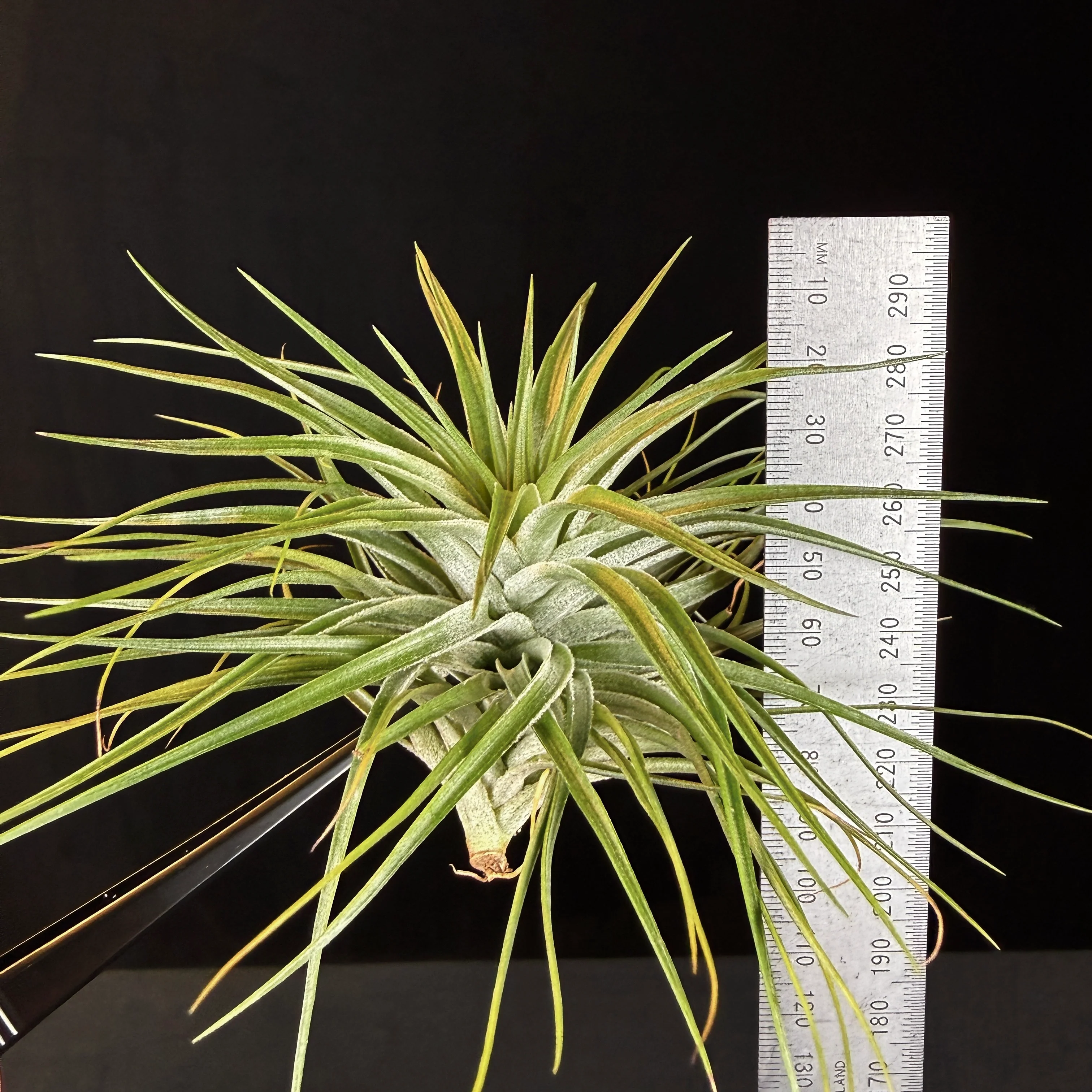 Tillandsia 'Cotton Candy Green' - Image 5