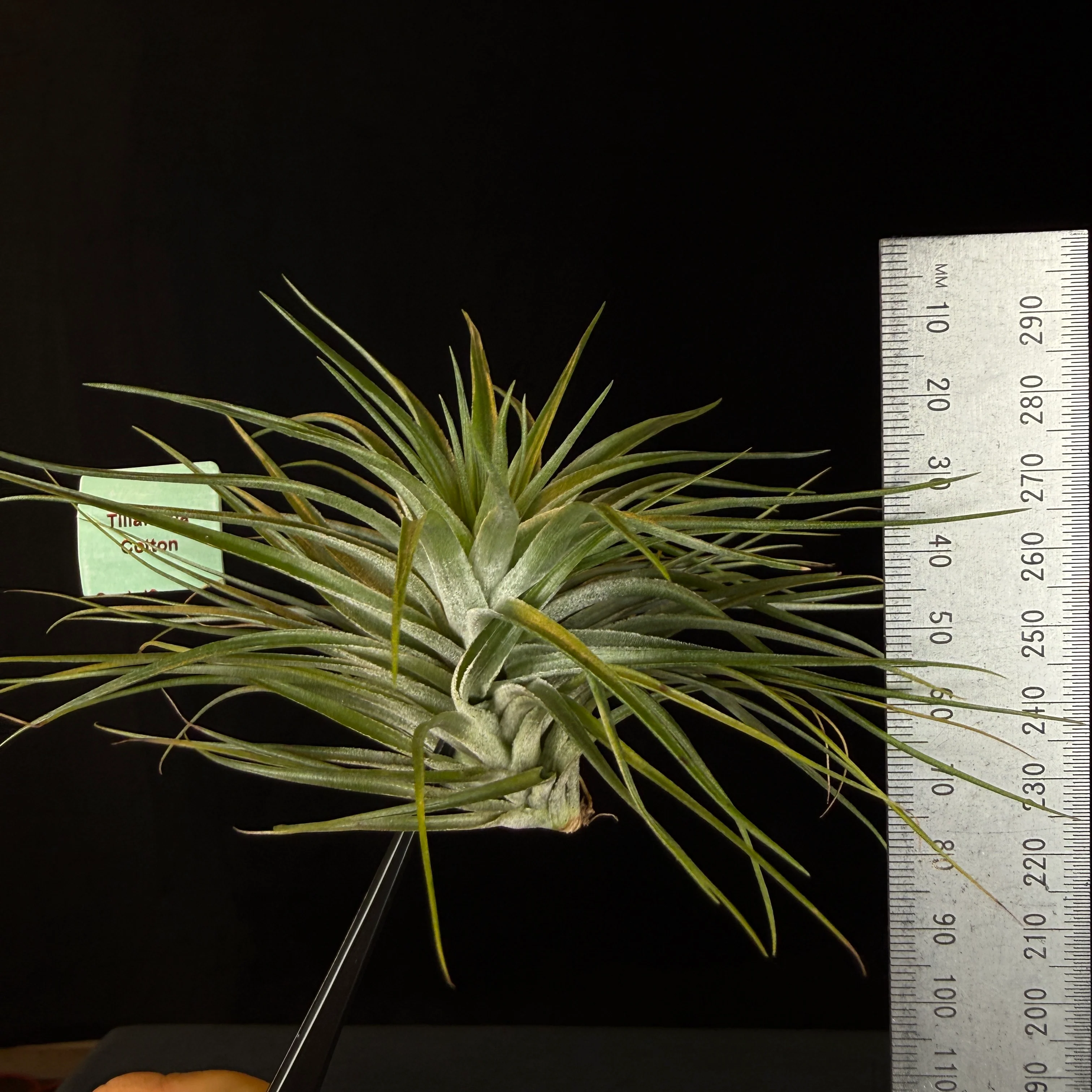 Tillandsia 'Cotton Candy Green' - Image 6