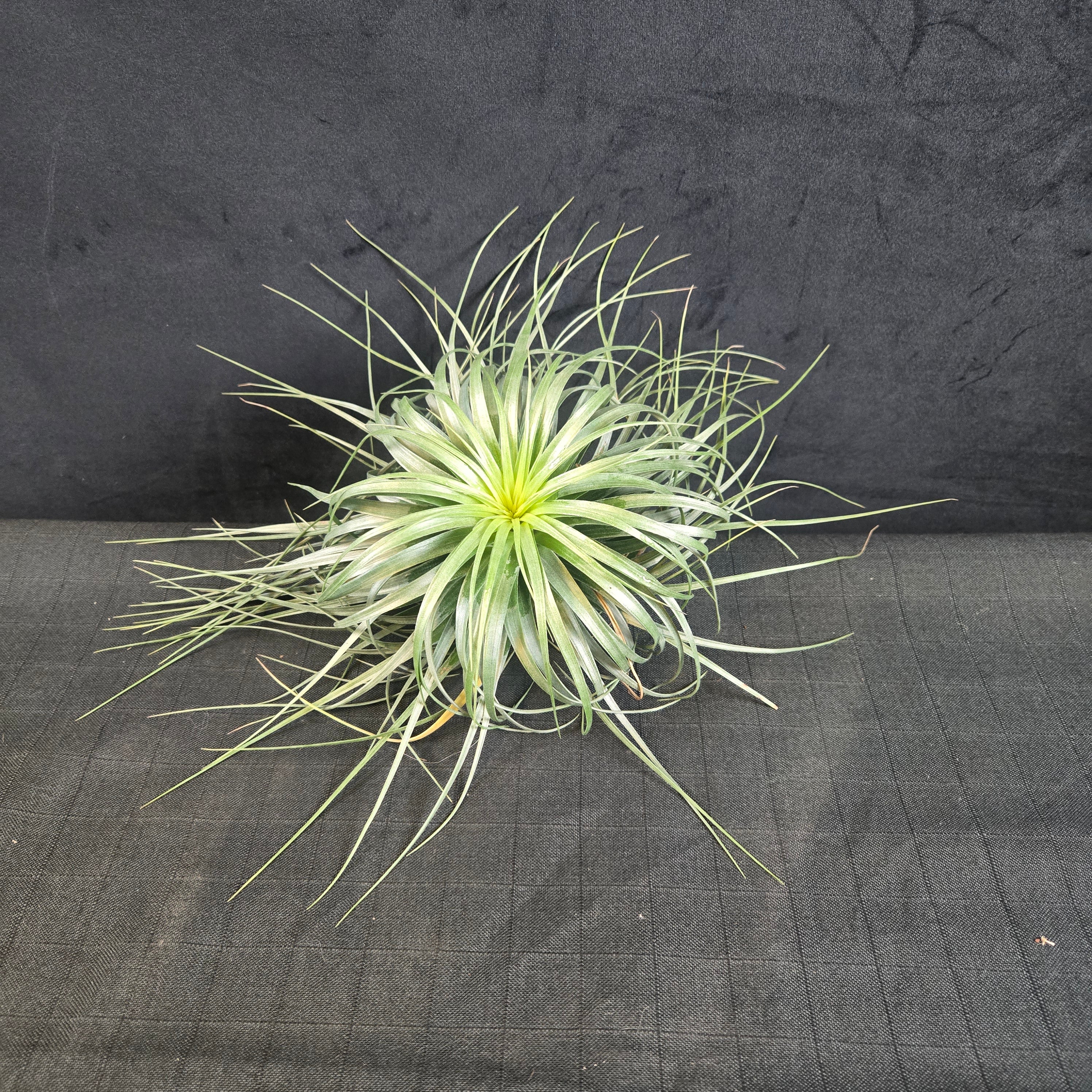 Tillandsia Cotton Candy 'Long Flower' - Image 2