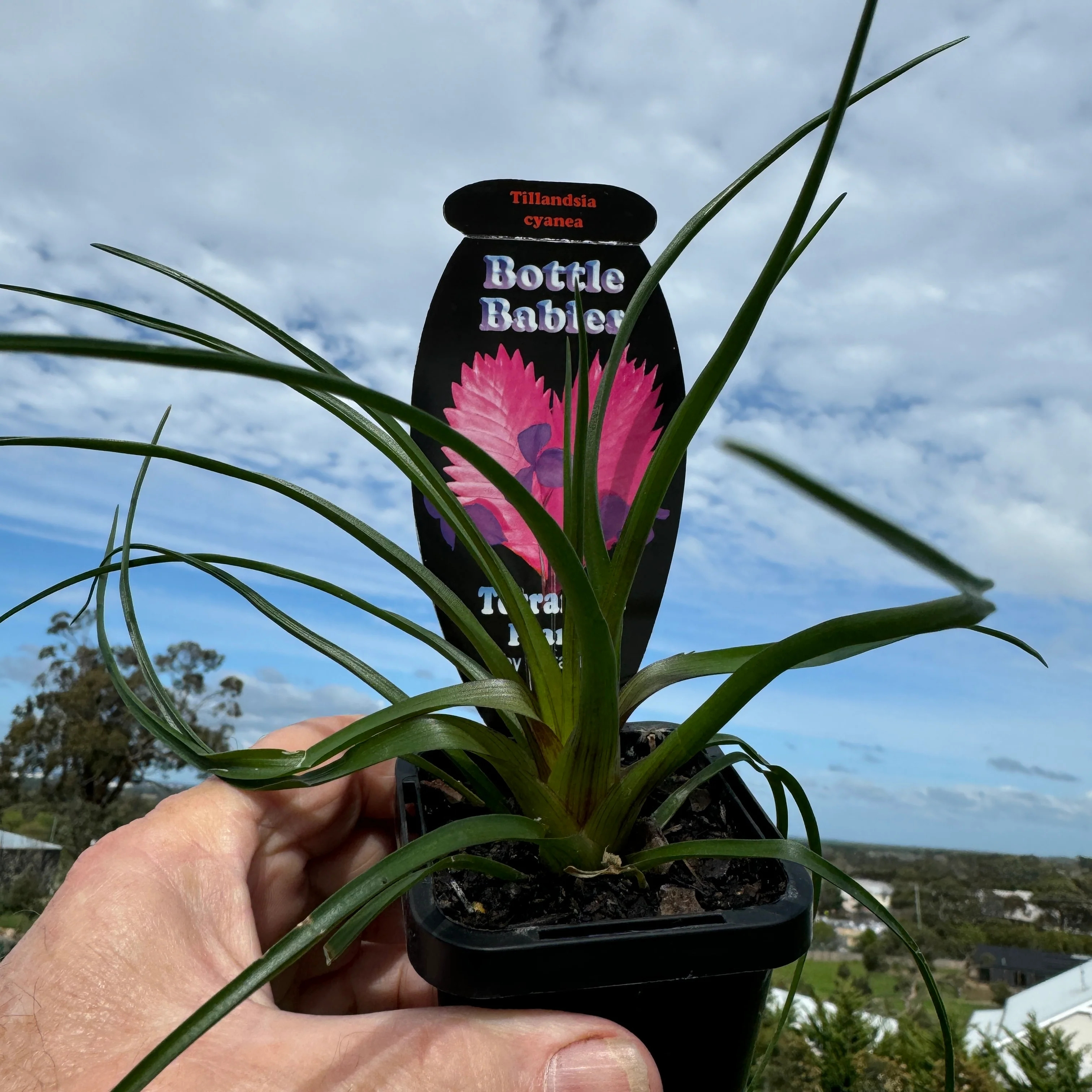 Tillandsia cyanea 'Pink Quill' - Image 2