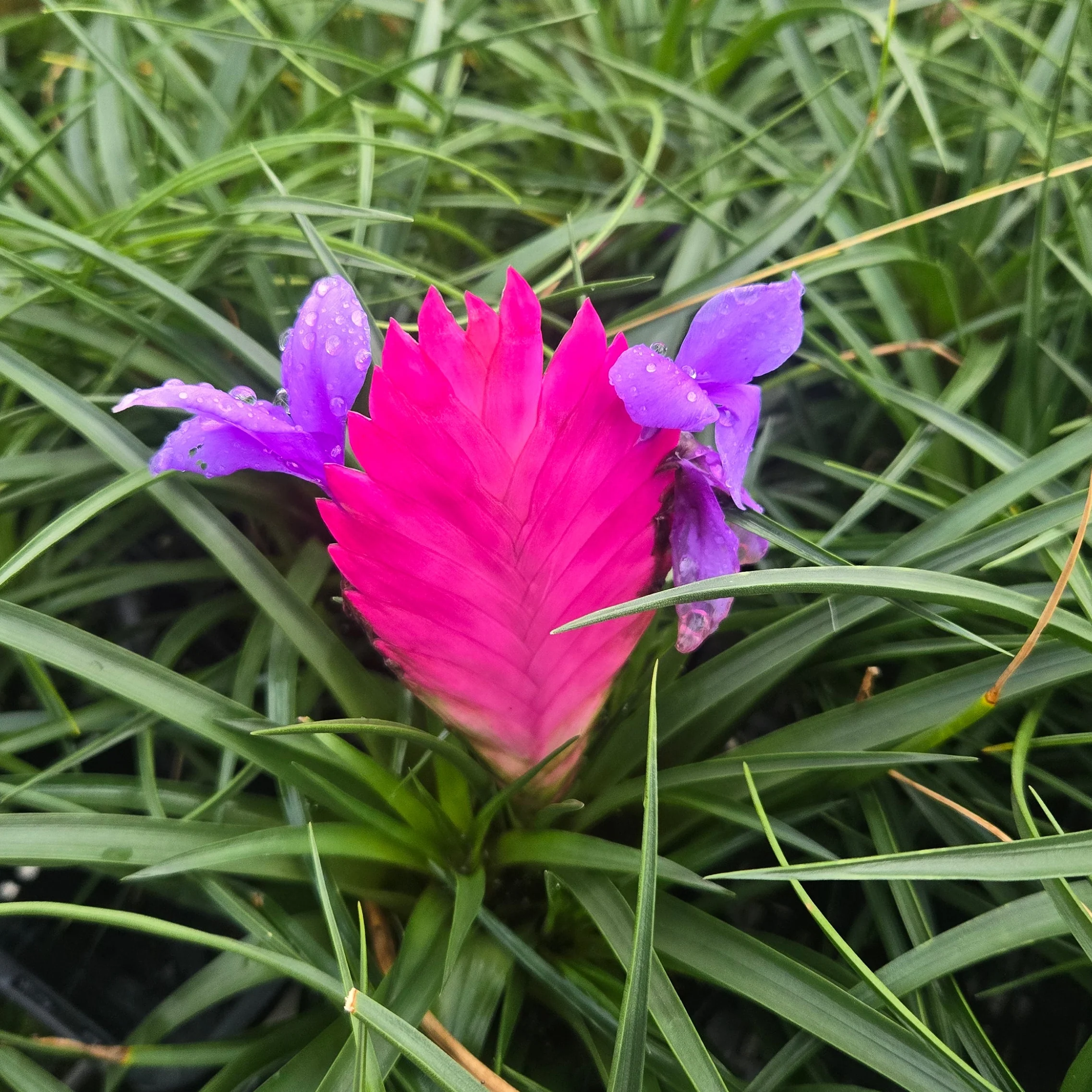 Tillandsia cyanea 'Pink Quill' - Image 3