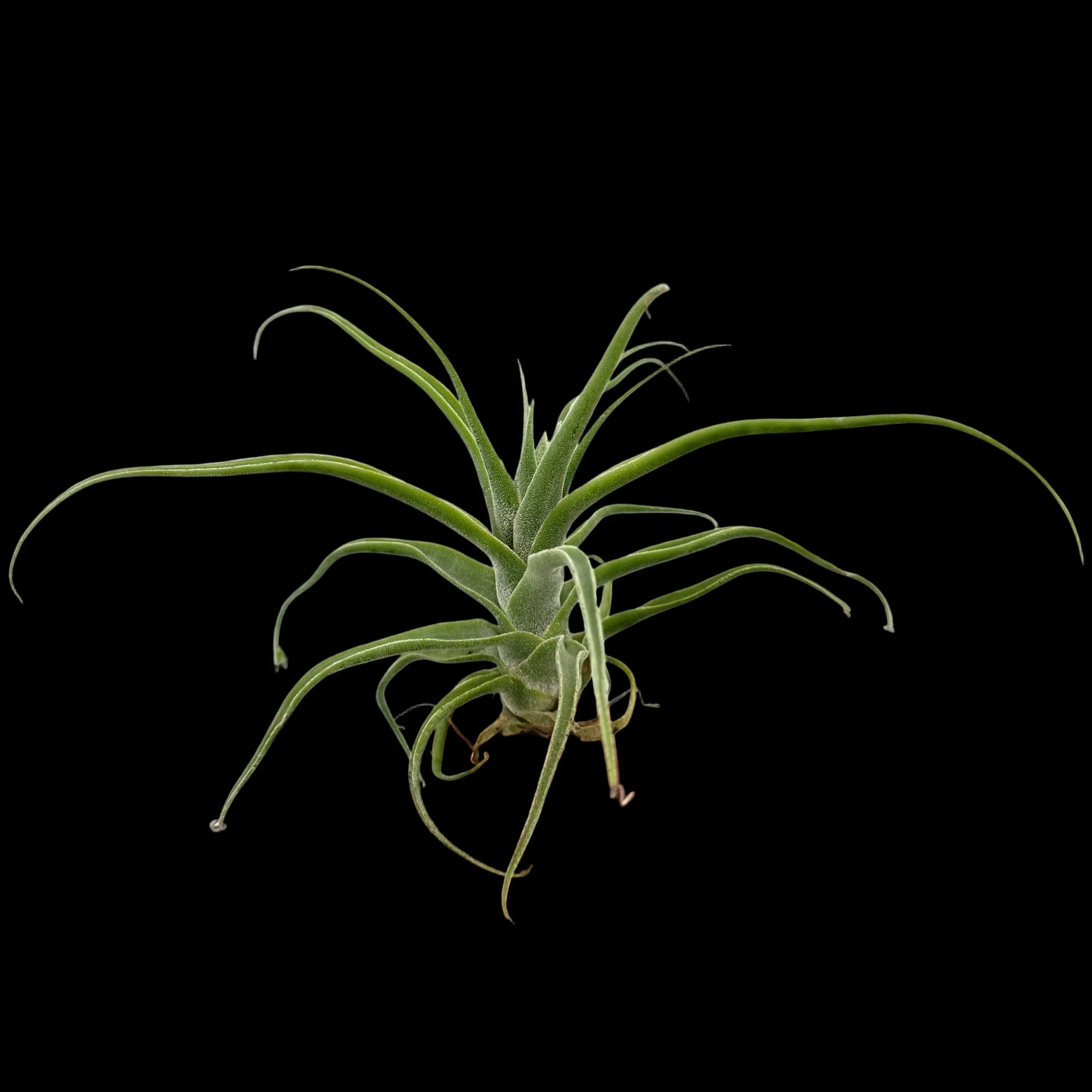 Tillandsia diguetii