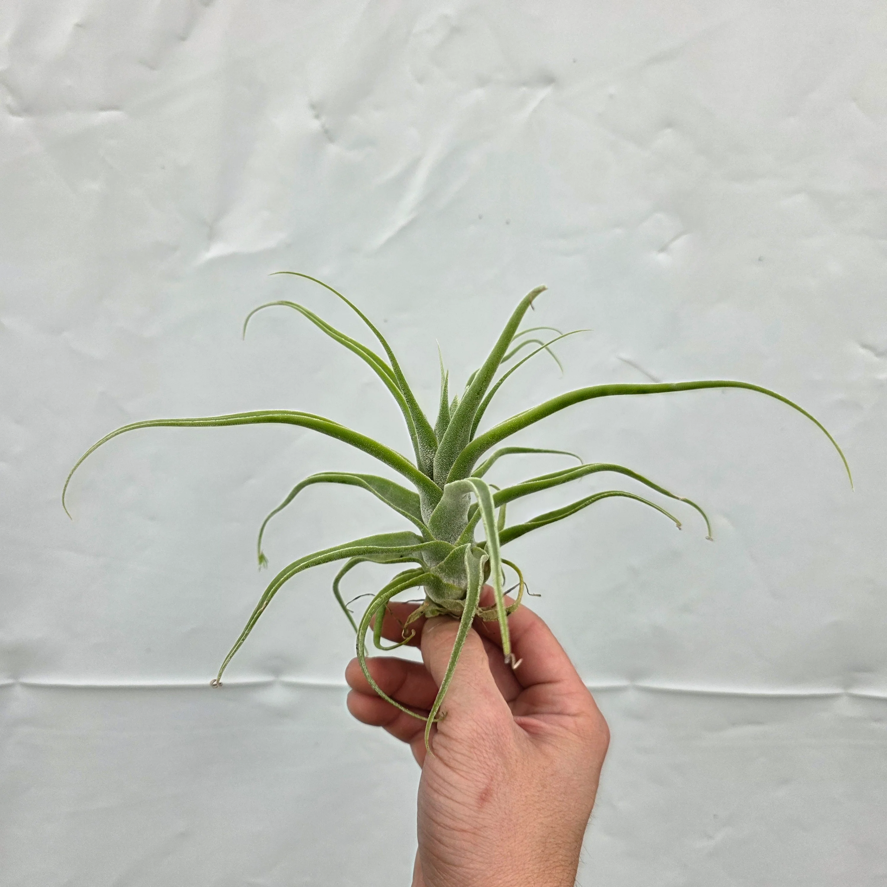Tillandsia diguetii - Image 2