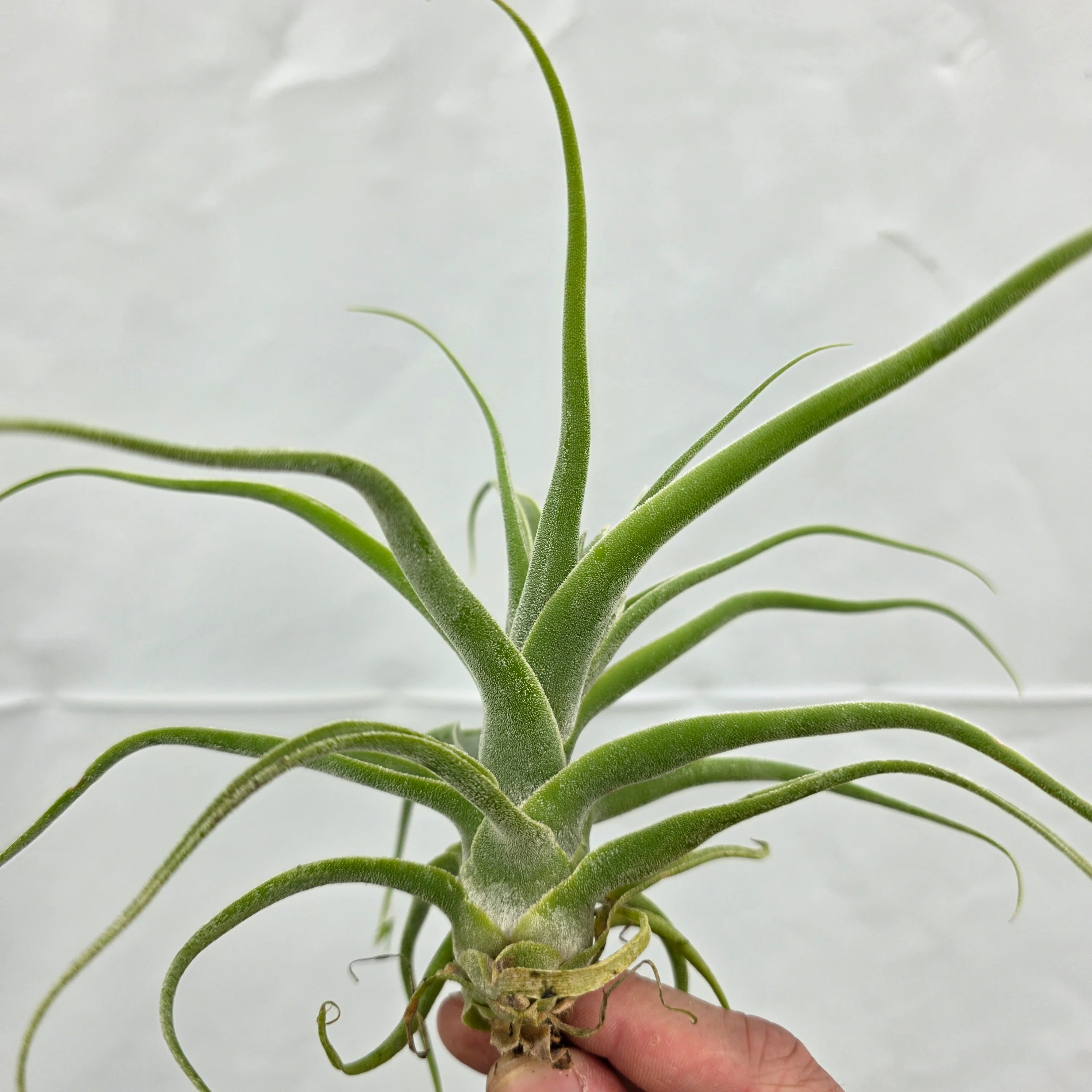 Tillandsia diguetii - Image 3