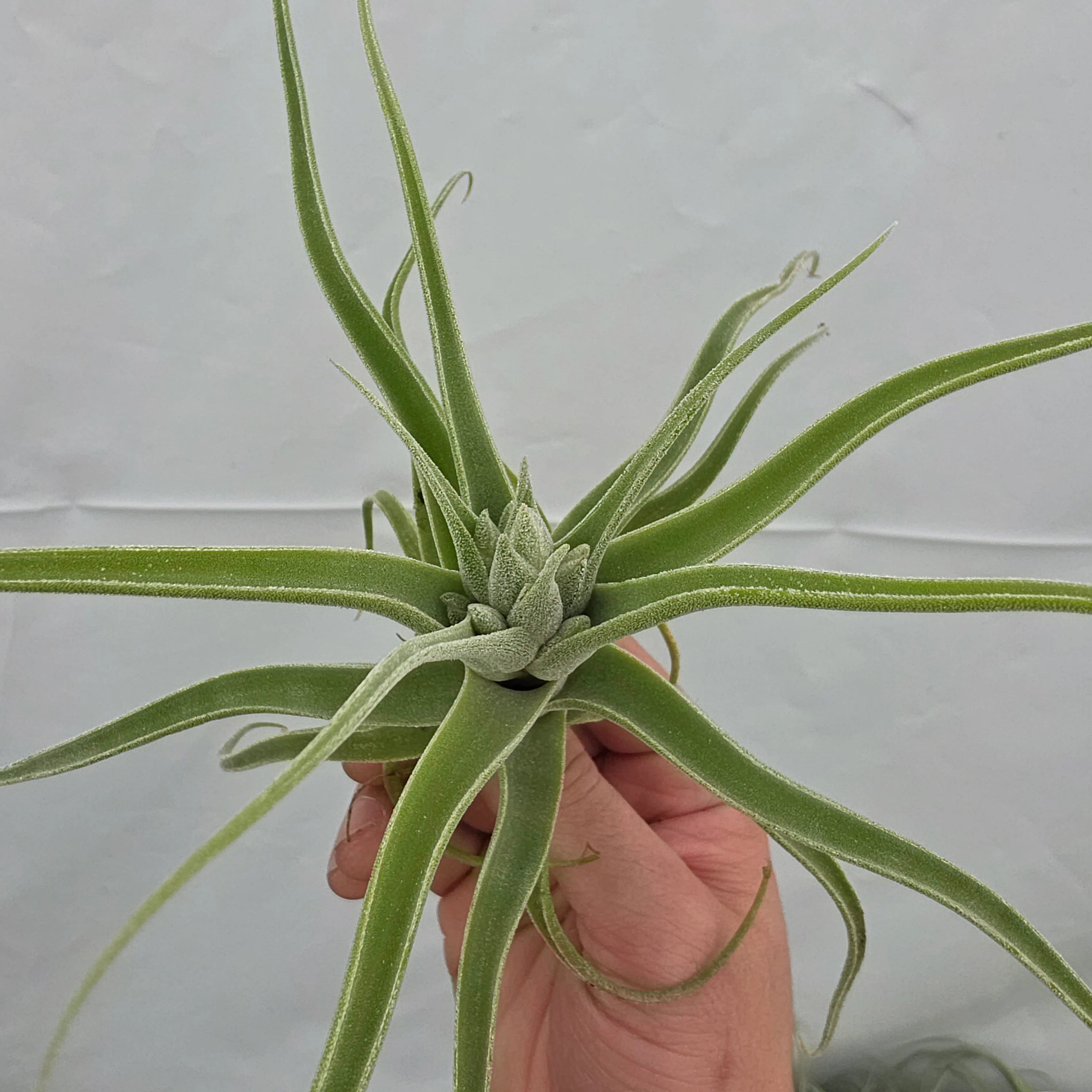 Tillandsia diguetii - Image 4