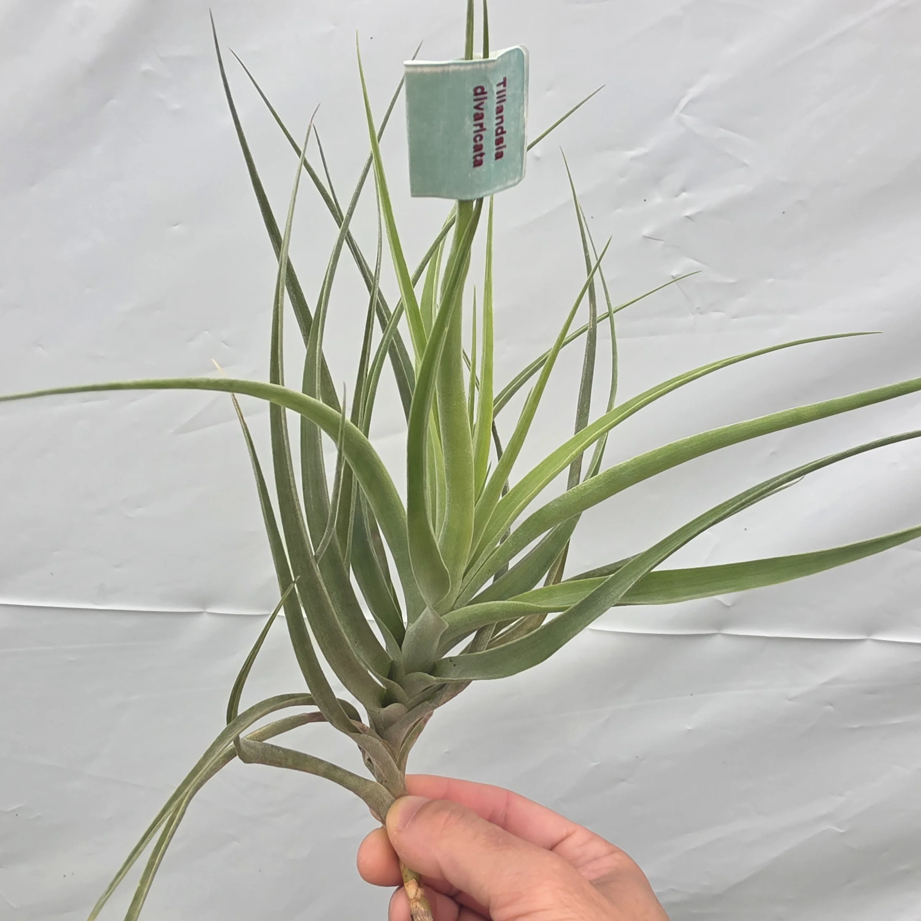 Tillandsia divaricata (WA Prohibited) - Image 3