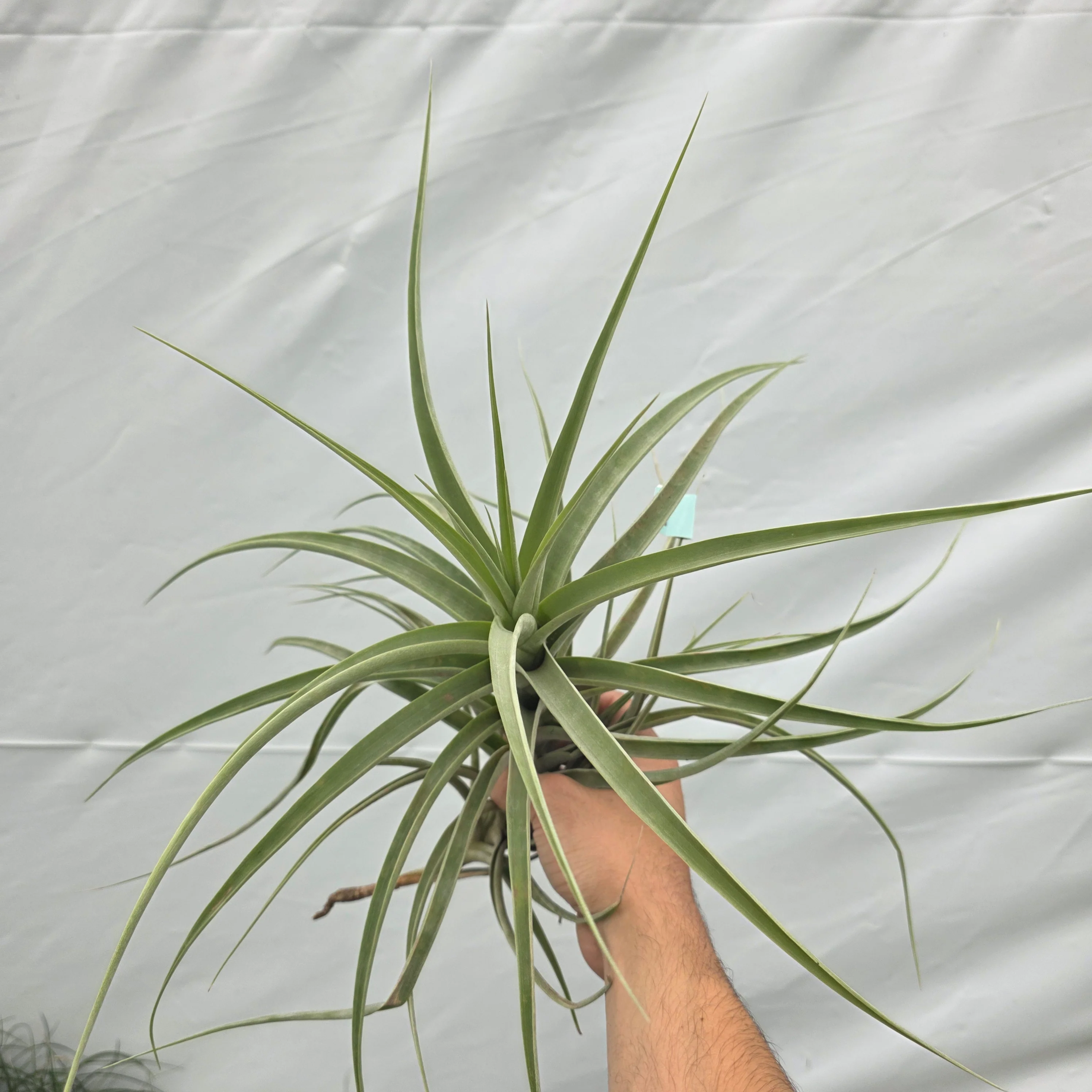 Tillandsia divaricata (WA Prohibited) - Image 4