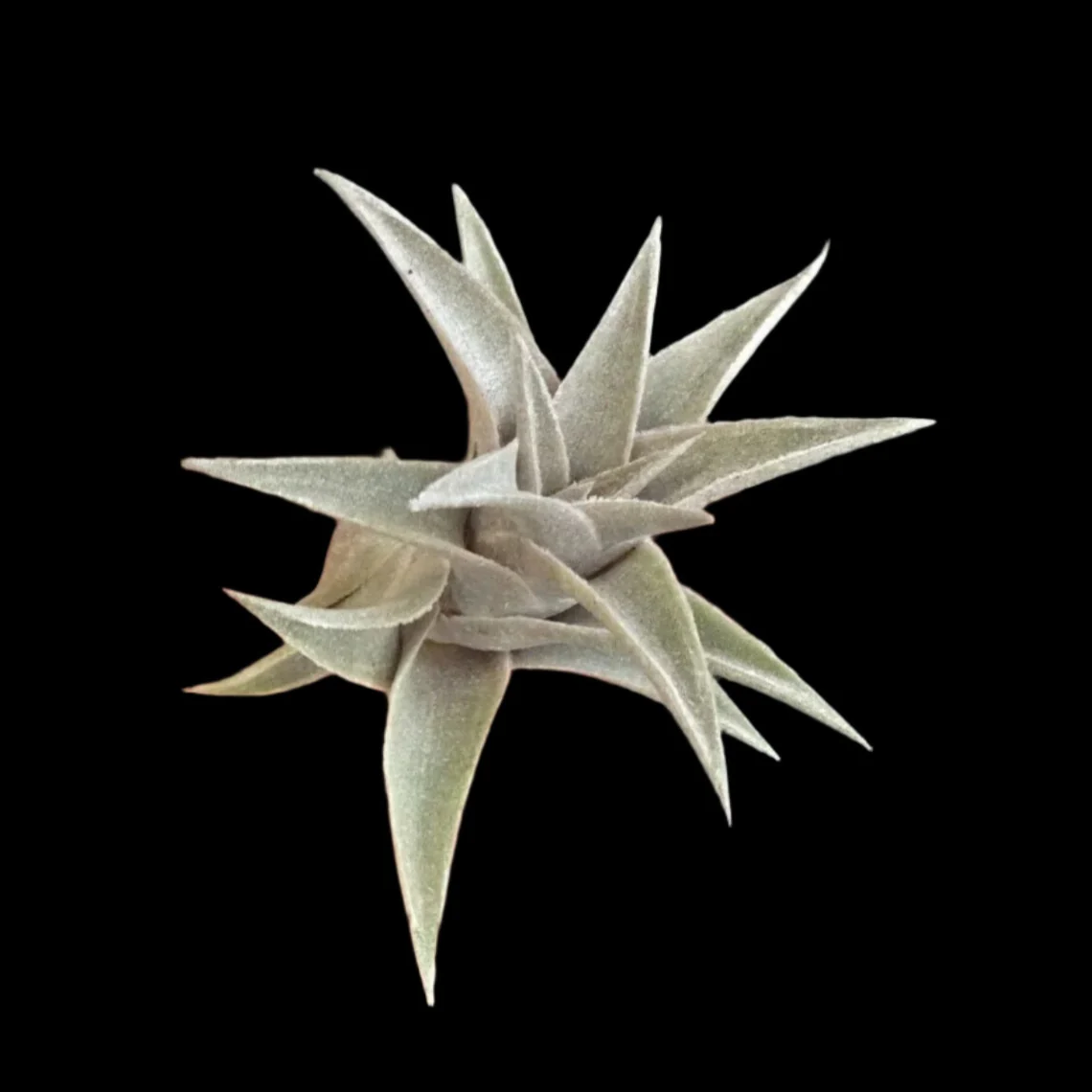 Tillandsia edithae - Image 2
