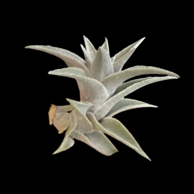 Tillandsia edithae - Image 3