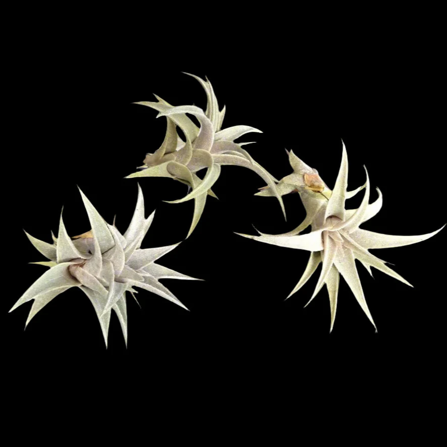 Tillandsia edithae - Image 4