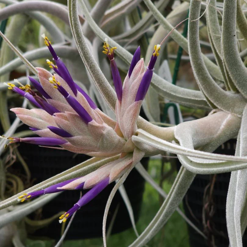 Tillandsia ehlersiana - Image 2