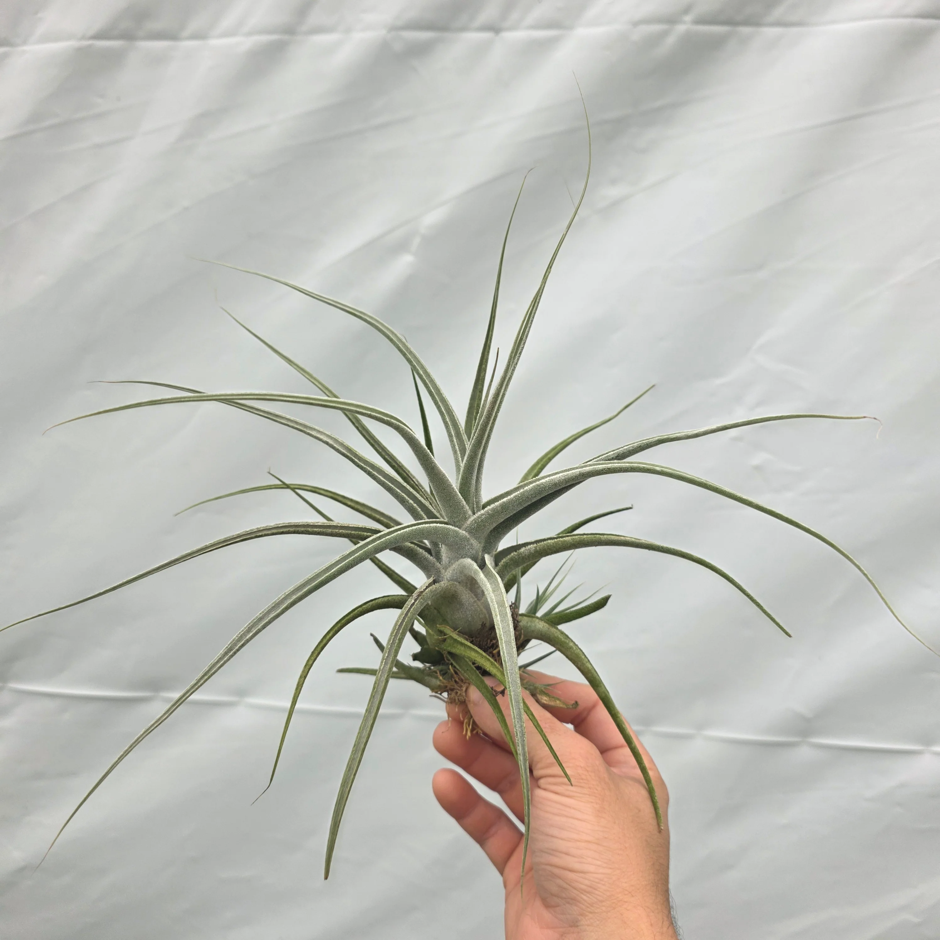 Tillandsia ehlersiana - Image 3