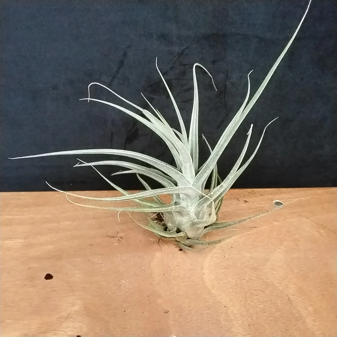 Tillandsia ehlersiana - Image 4
