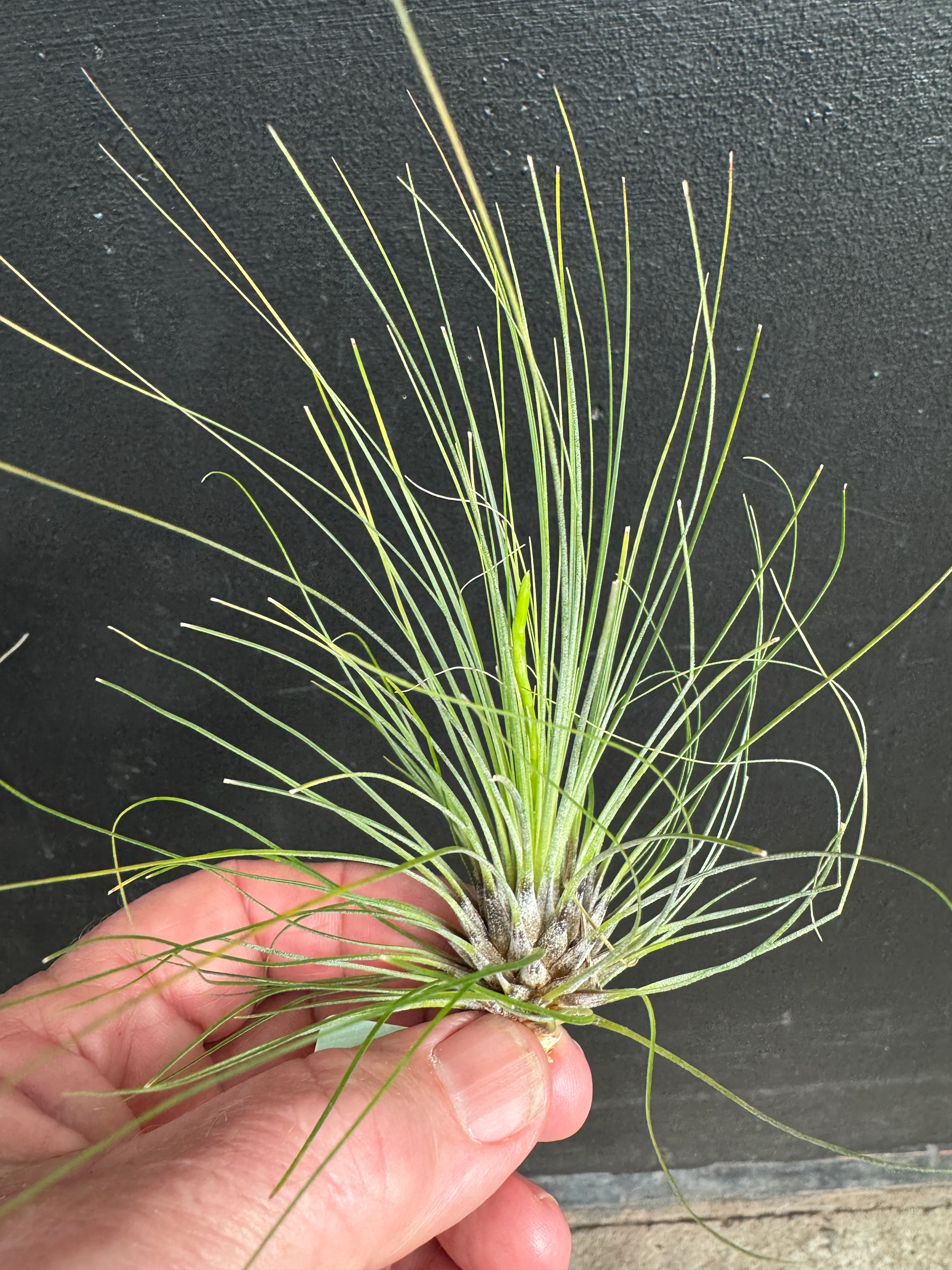 Tillandsia filifolia - Image 2
