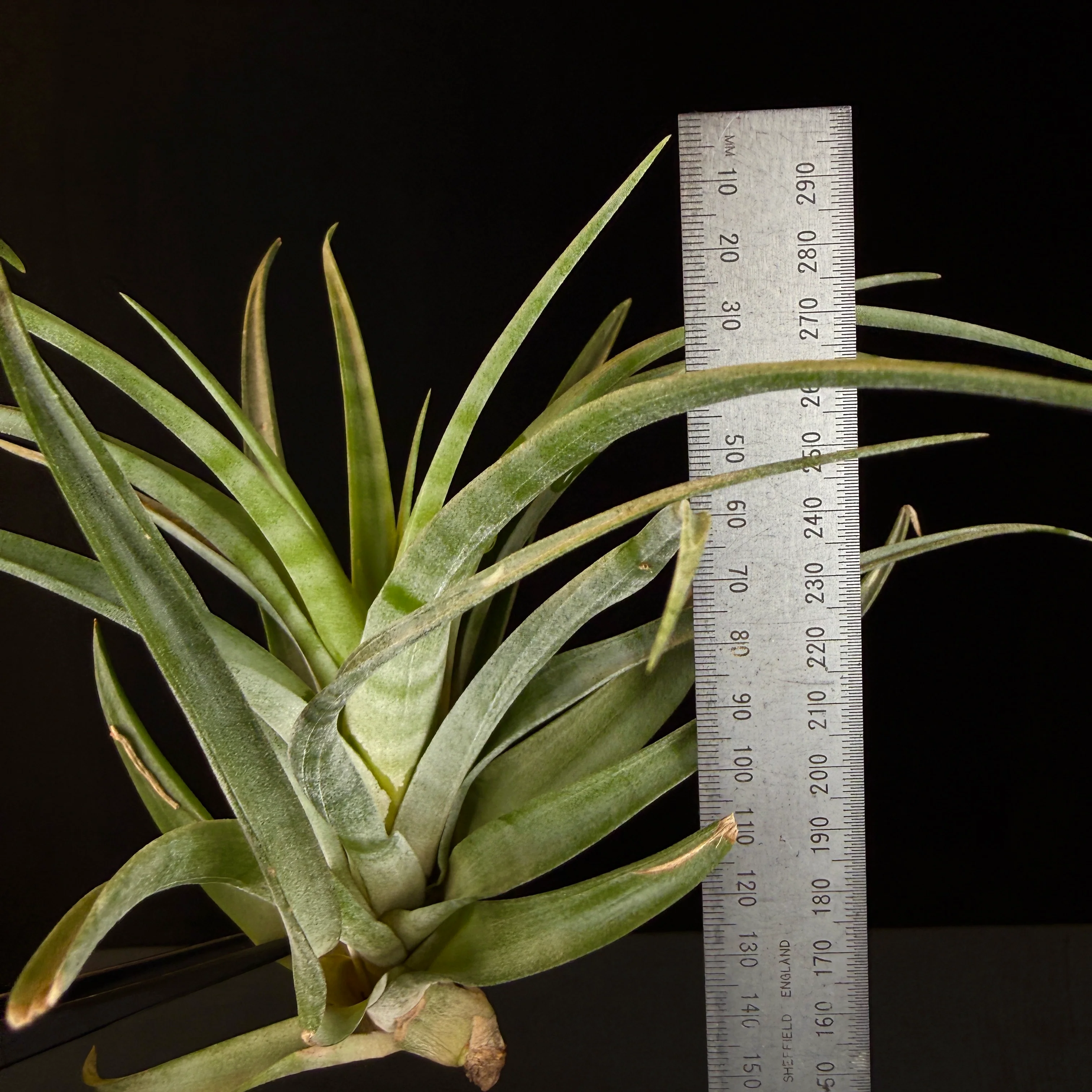 Tillandsia flexuosa (Viviparous Form) - Image 2
