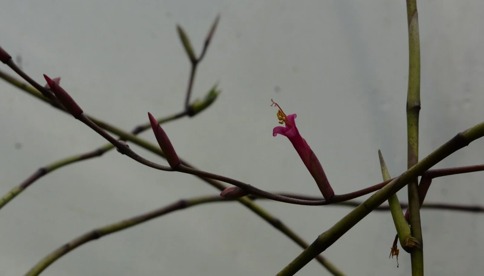 Tillandsia flexuosa (Viviparous Form) - Image 4