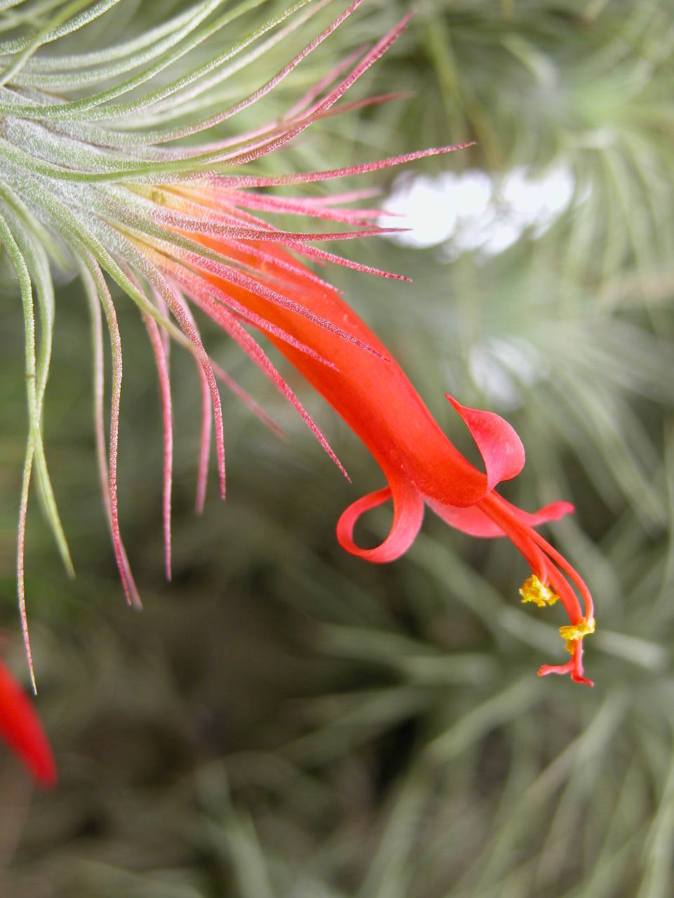 Tillandsia funckiana - Image 2