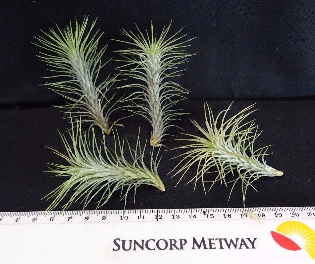 Tillandsia funckiana - Image 3