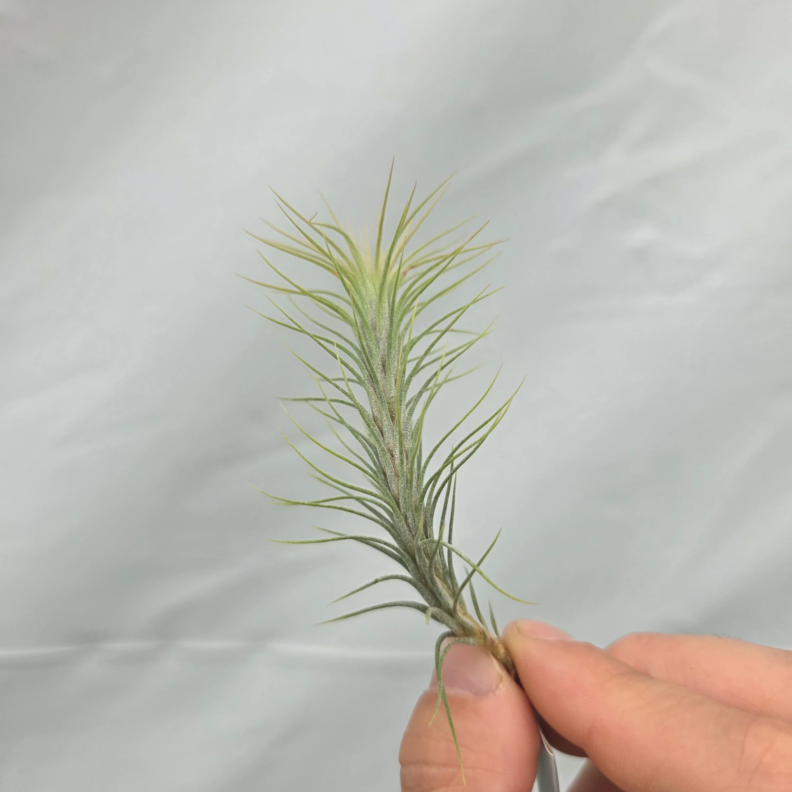 Tillandsia funckiana - Image 4