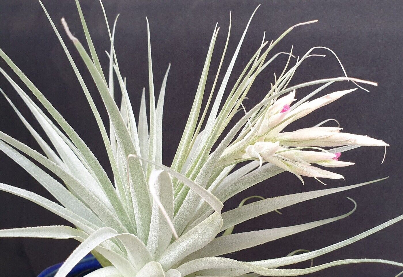 Tillandsia gardneri - Image 2