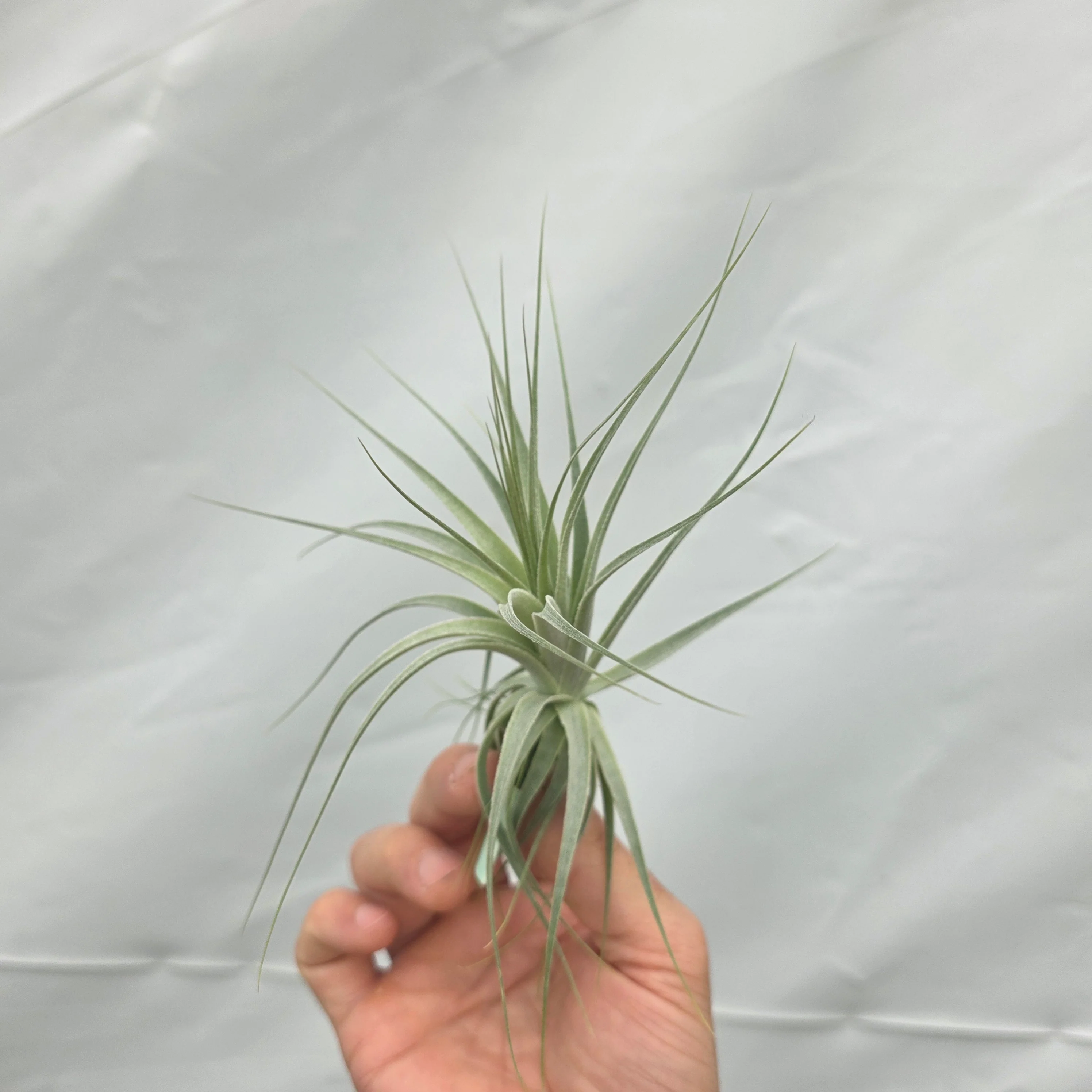 Tillandsia gardneri - Image 3