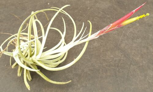 Tillandsia glabrior - Image 2