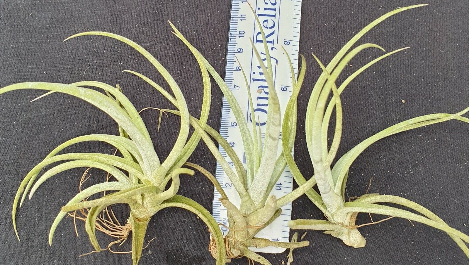 Tillandsia glabrior - Image 3