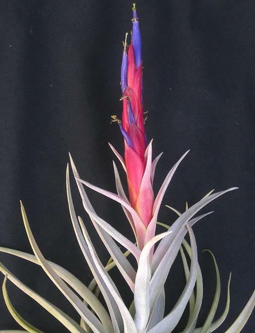 Tillandsia harrisii - Image 2