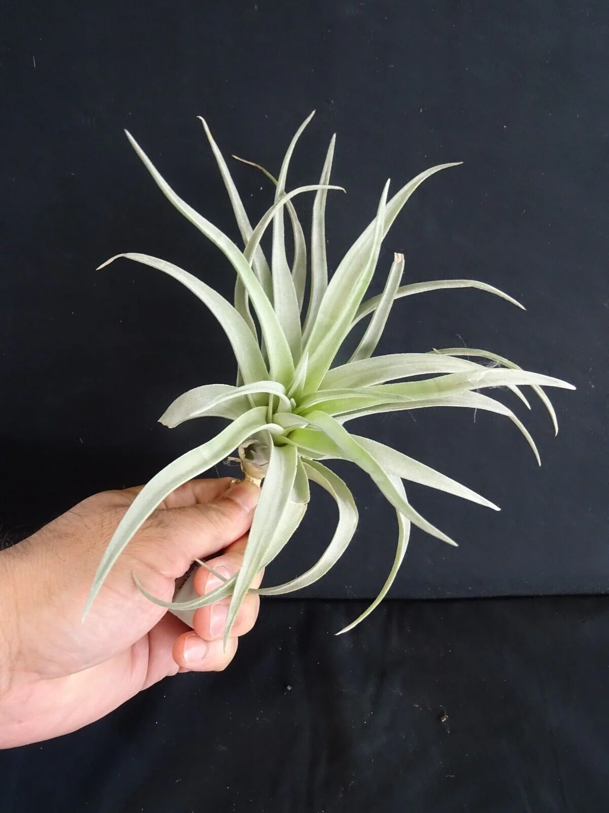 Tillandsia harrisii - Image 3