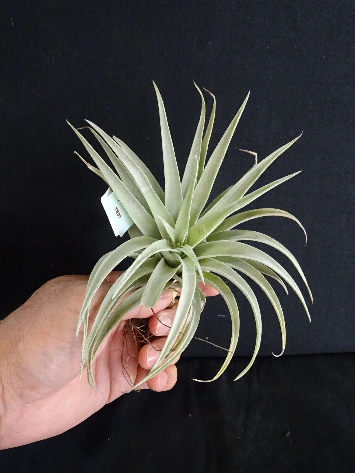 Tillandsia harrisii - Image 4