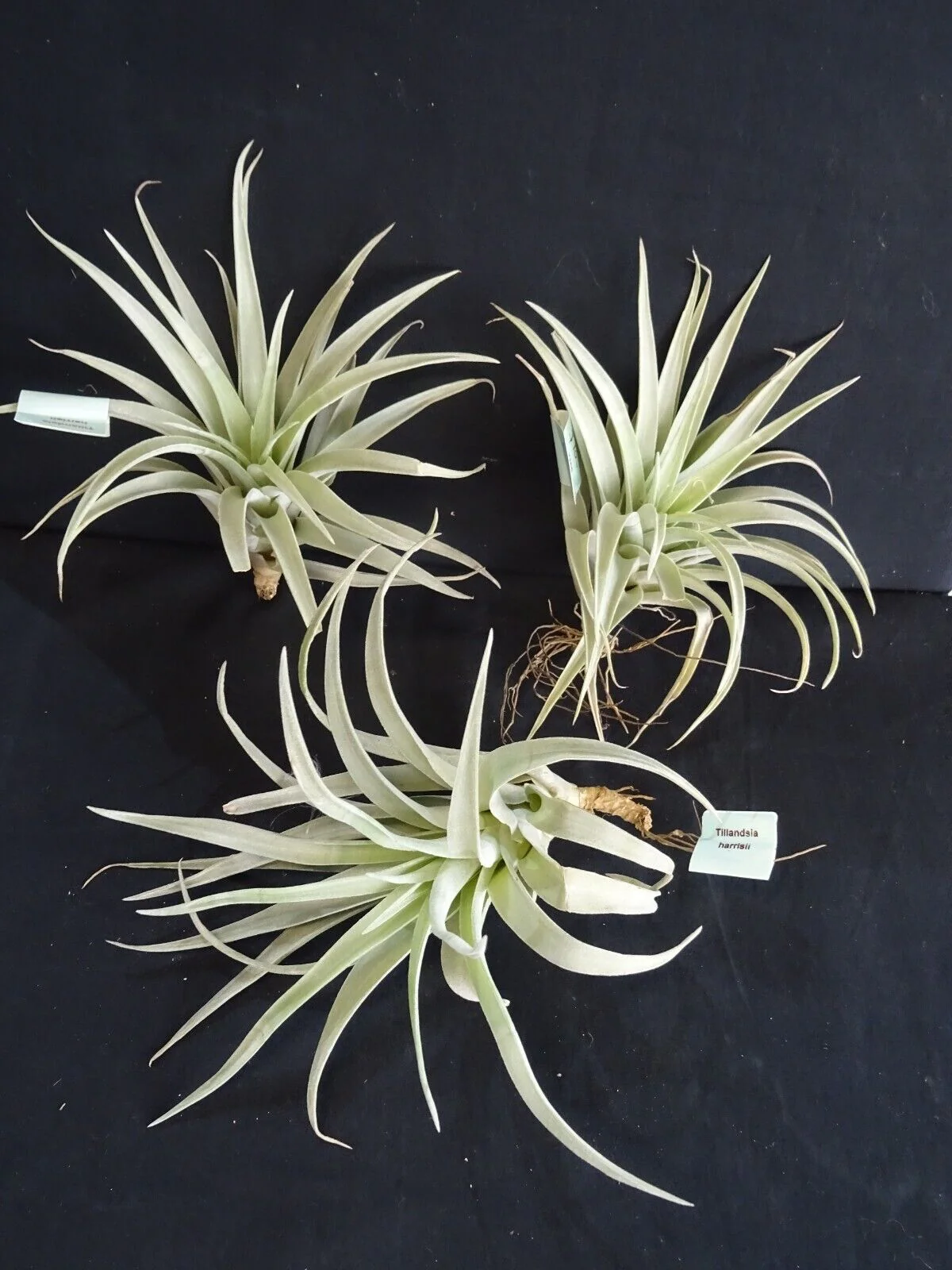 Tillandsia harrisii - Image 5
