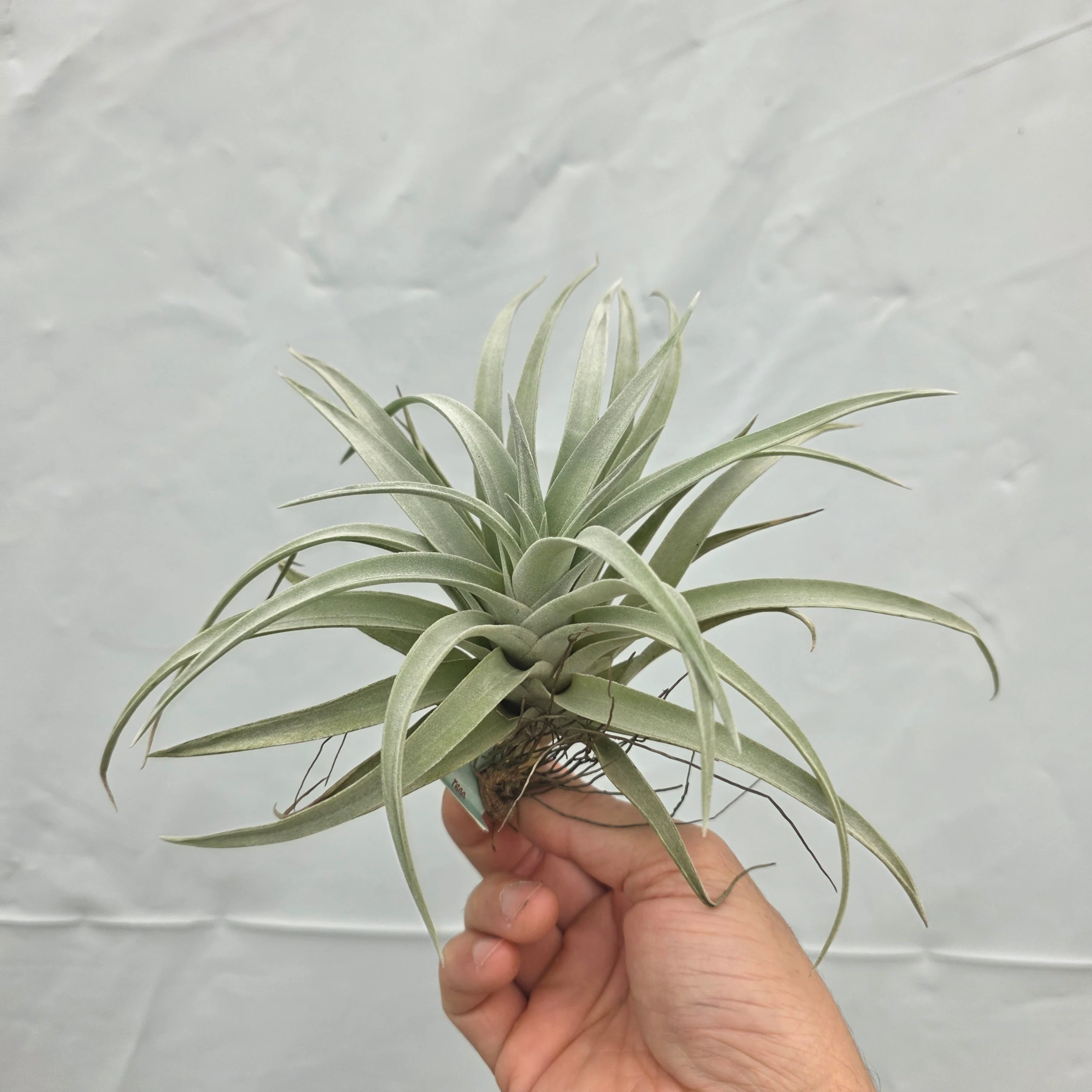 Tillandsia harrisii - Image 6