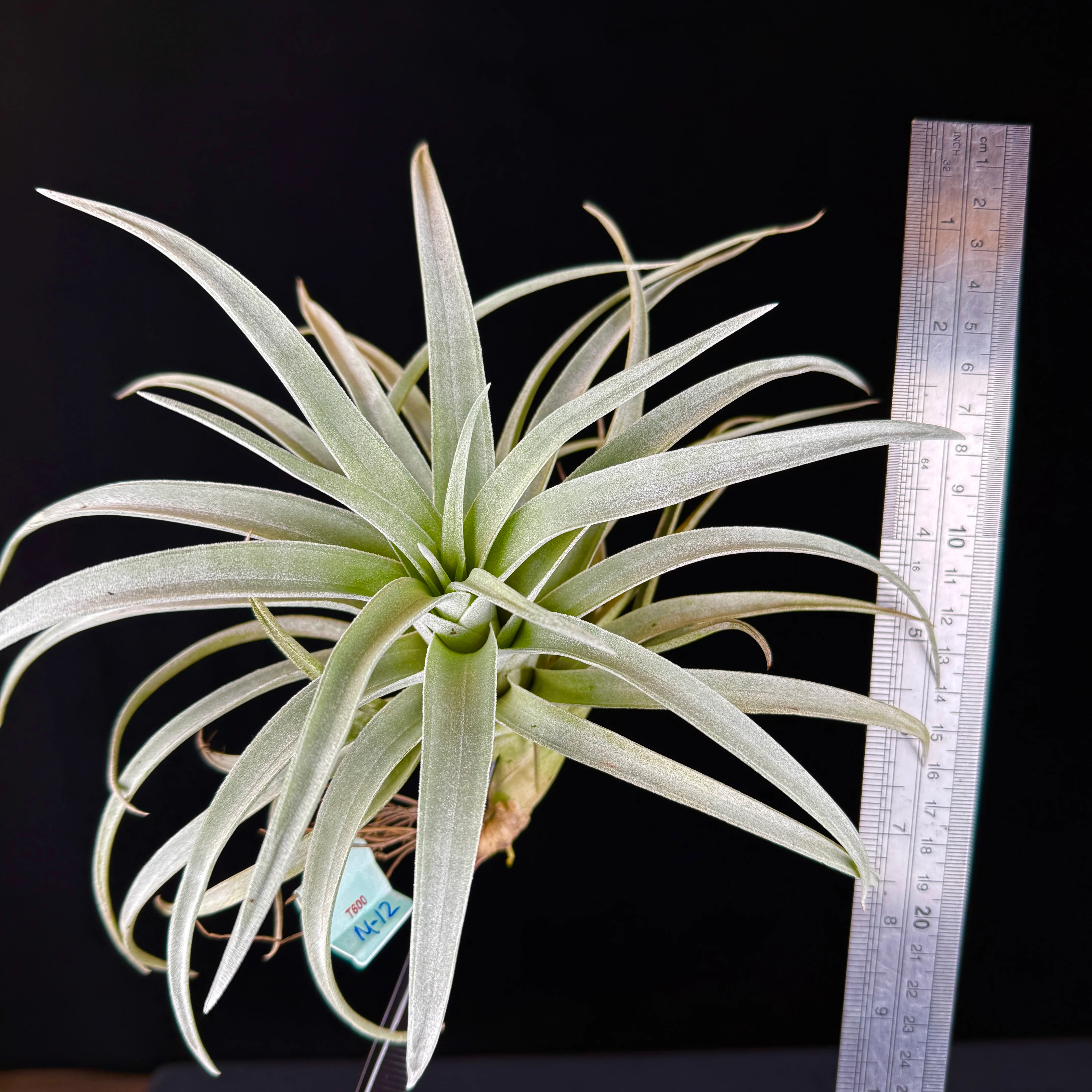 Tillandsia harrisii - Image 7
