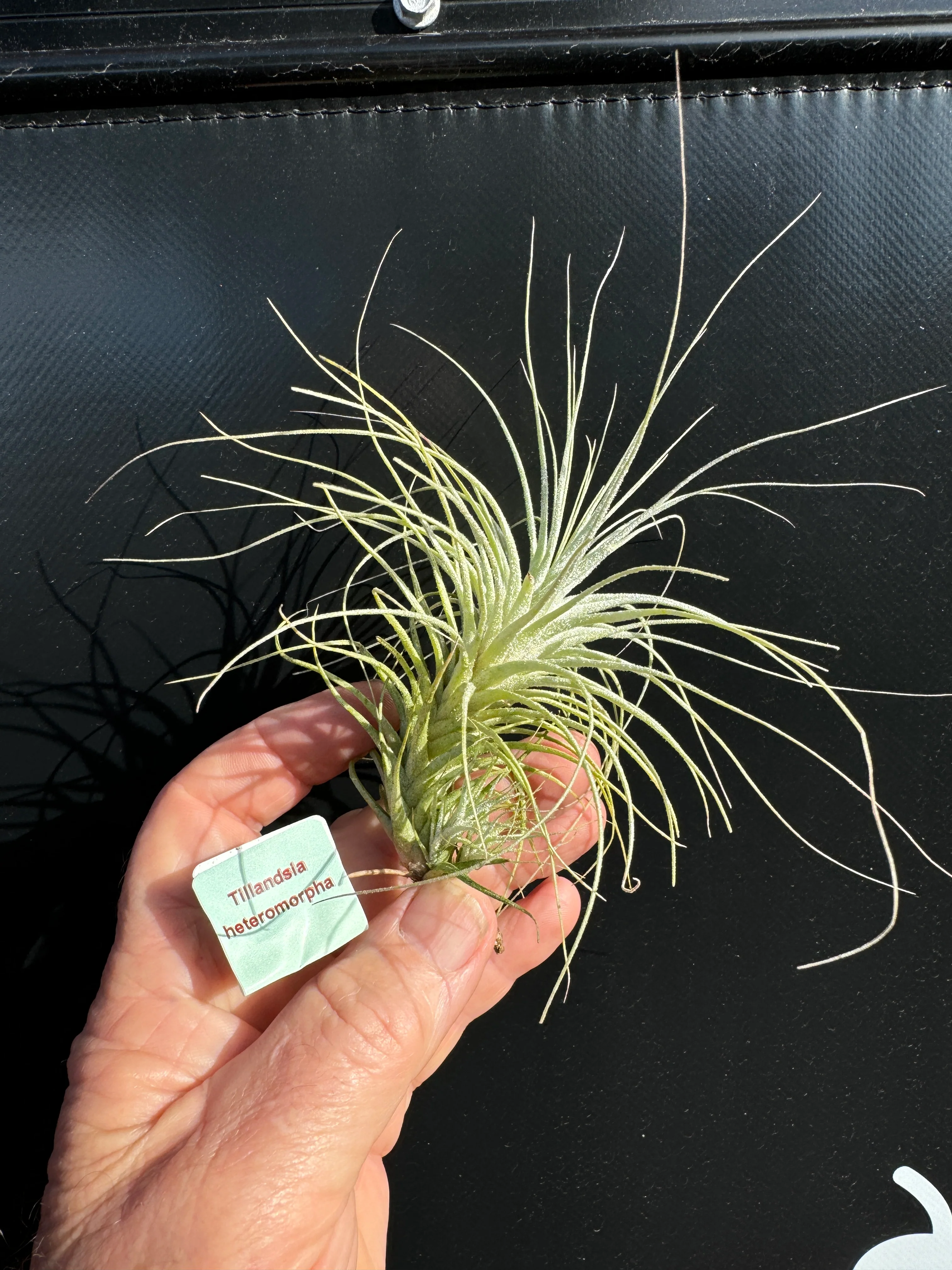 Tillandsia heteromorpha - Image 2