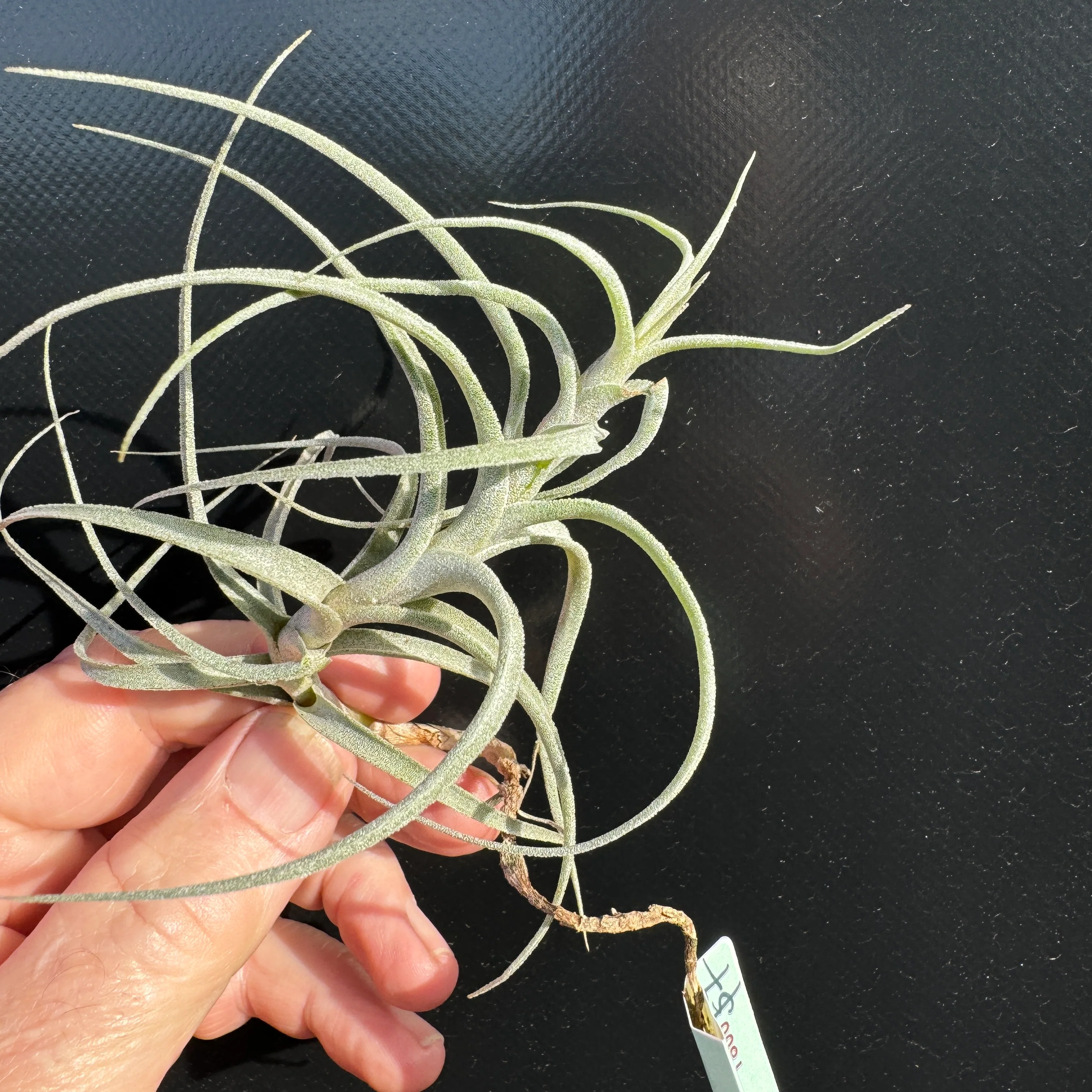 Tillandsia incarnata - Image 2