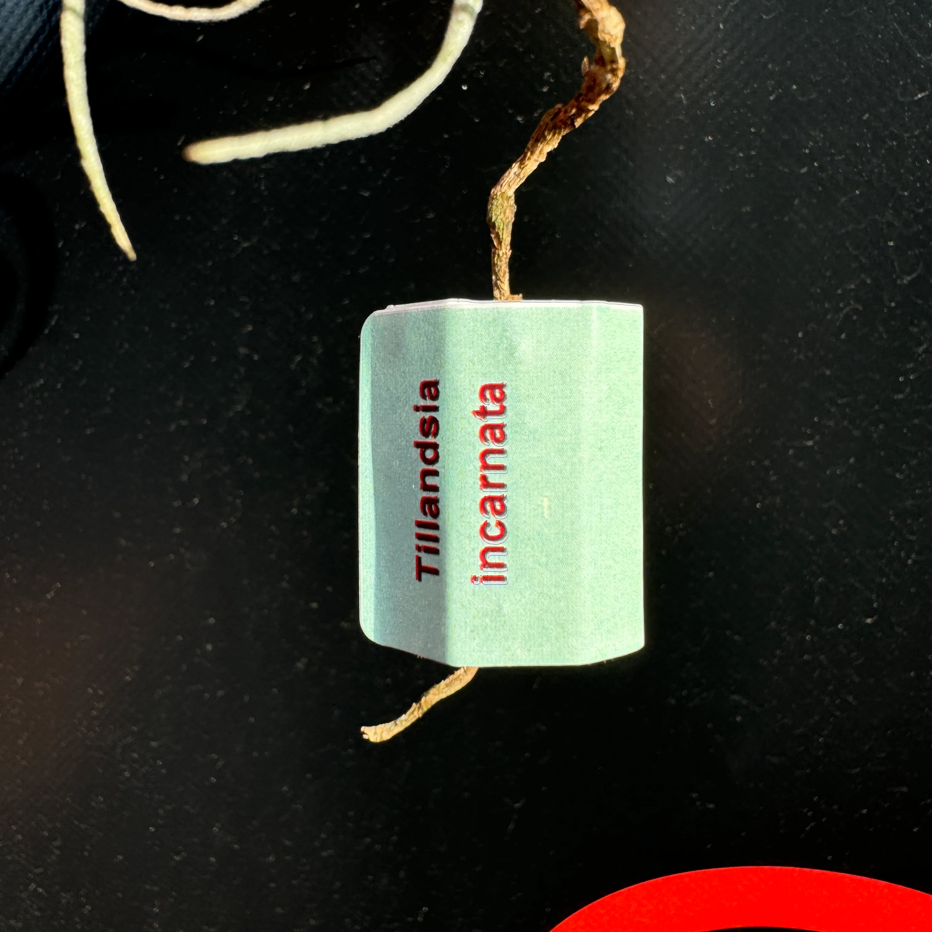 Tillandsia incarnata - Image 3