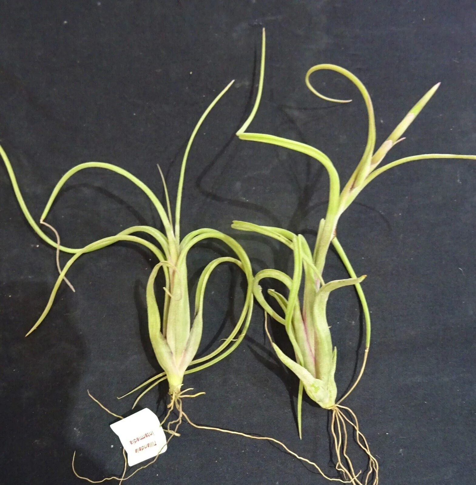 Tillandsia intermedia - Image 2