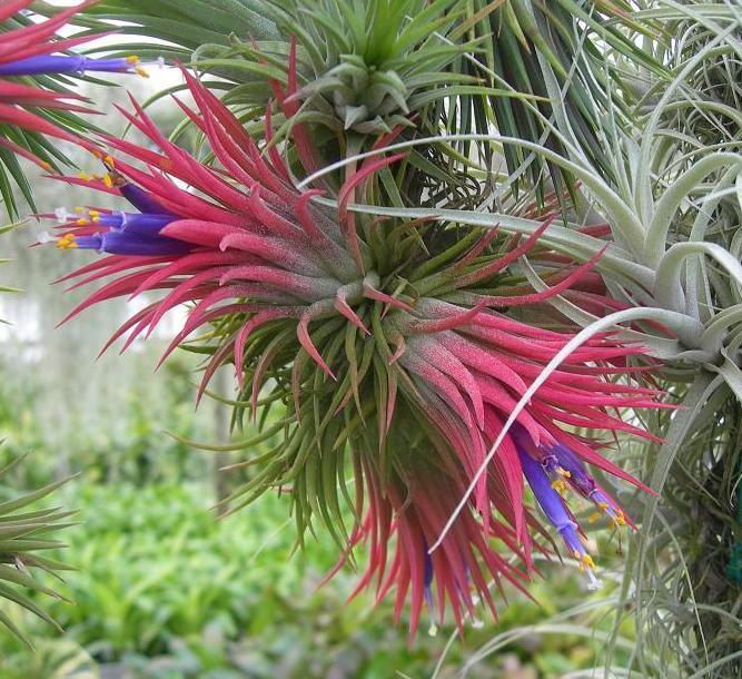 Tillandsia ionantha - The Blushing Air Plant - Image 2