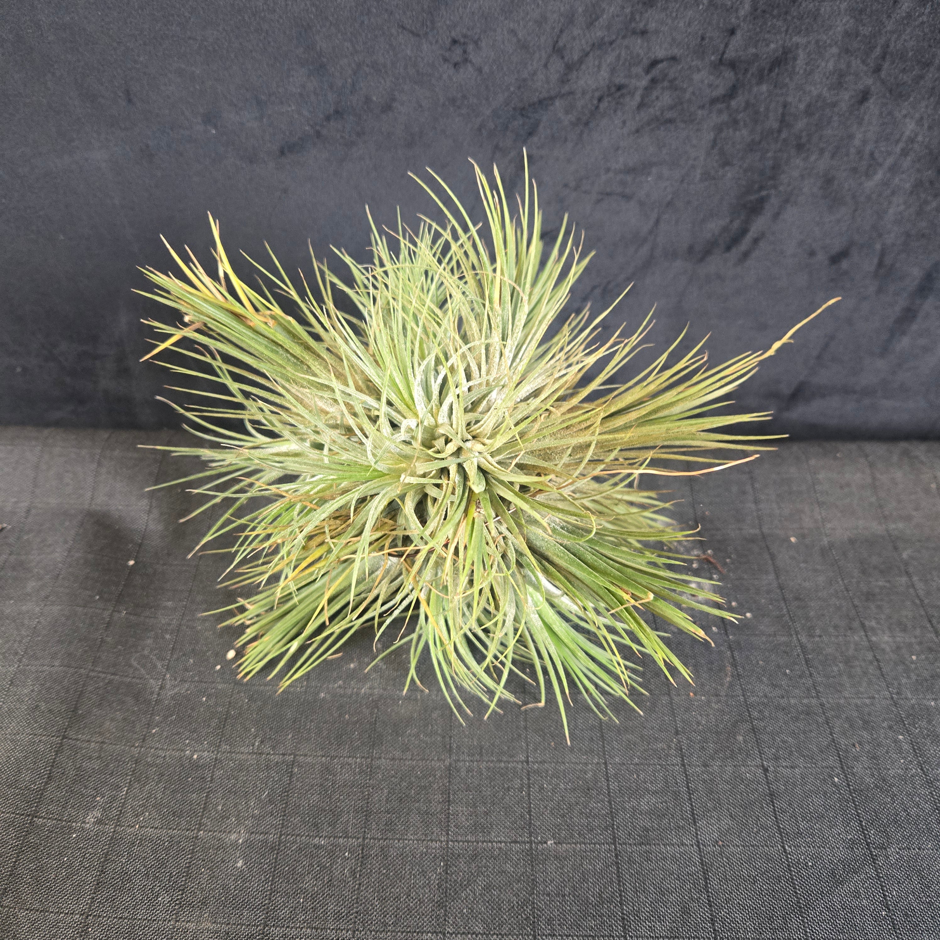 Tillandsia ionantha Clumps - Large & Mature