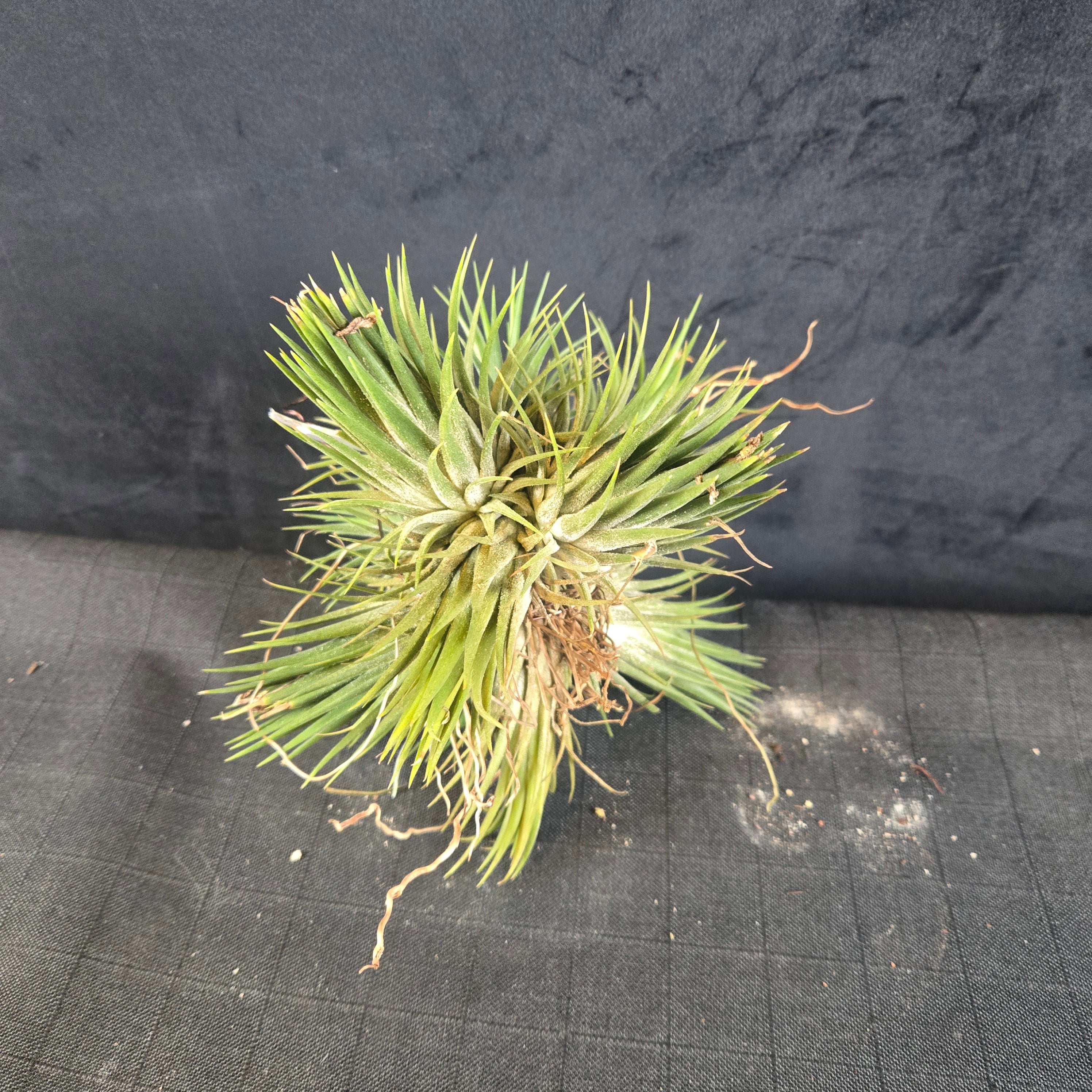 Tillandsia ionantha Clumps - Large & Mature - Image 2