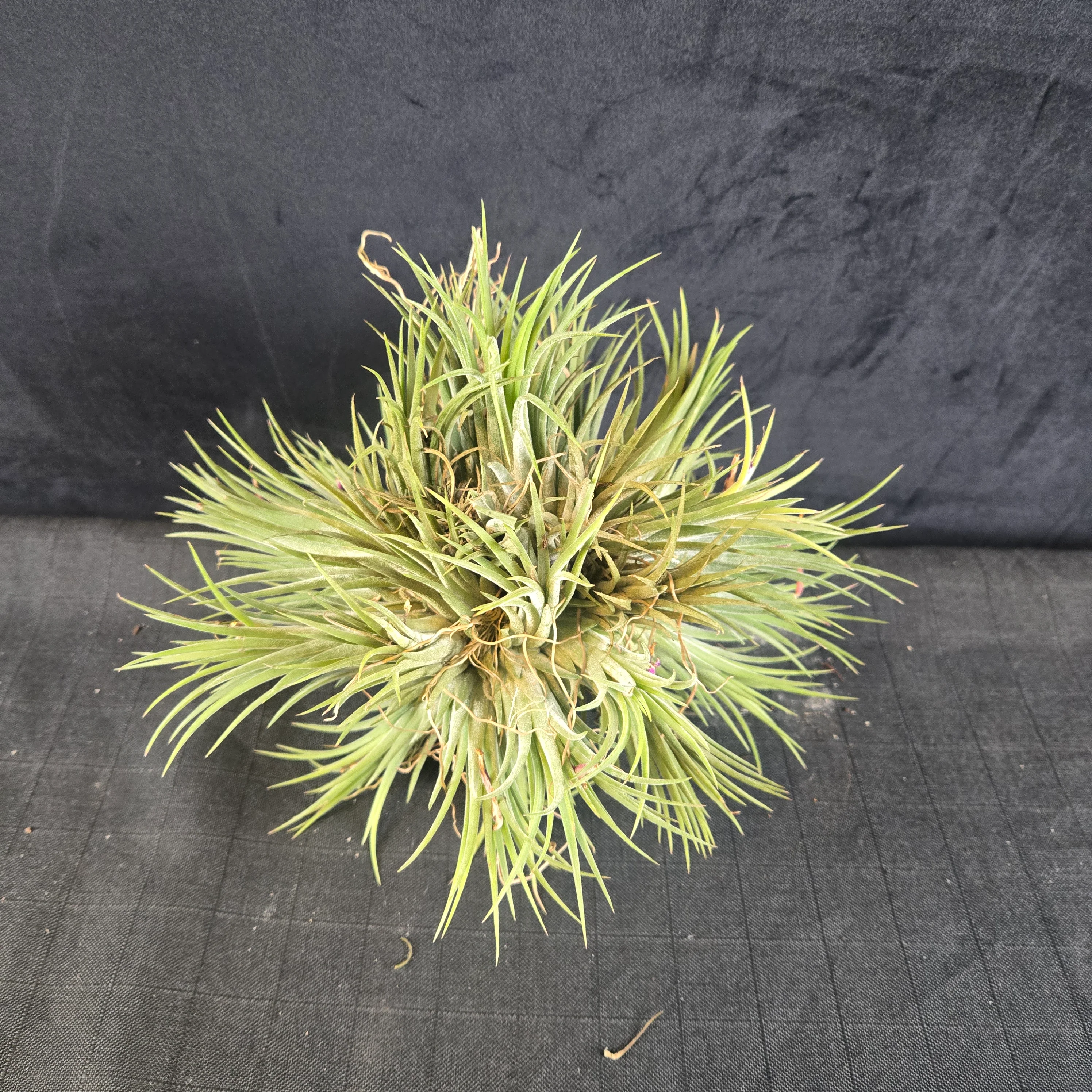 Tillandsia ionantha Clumps - Large & Mature - Image 3