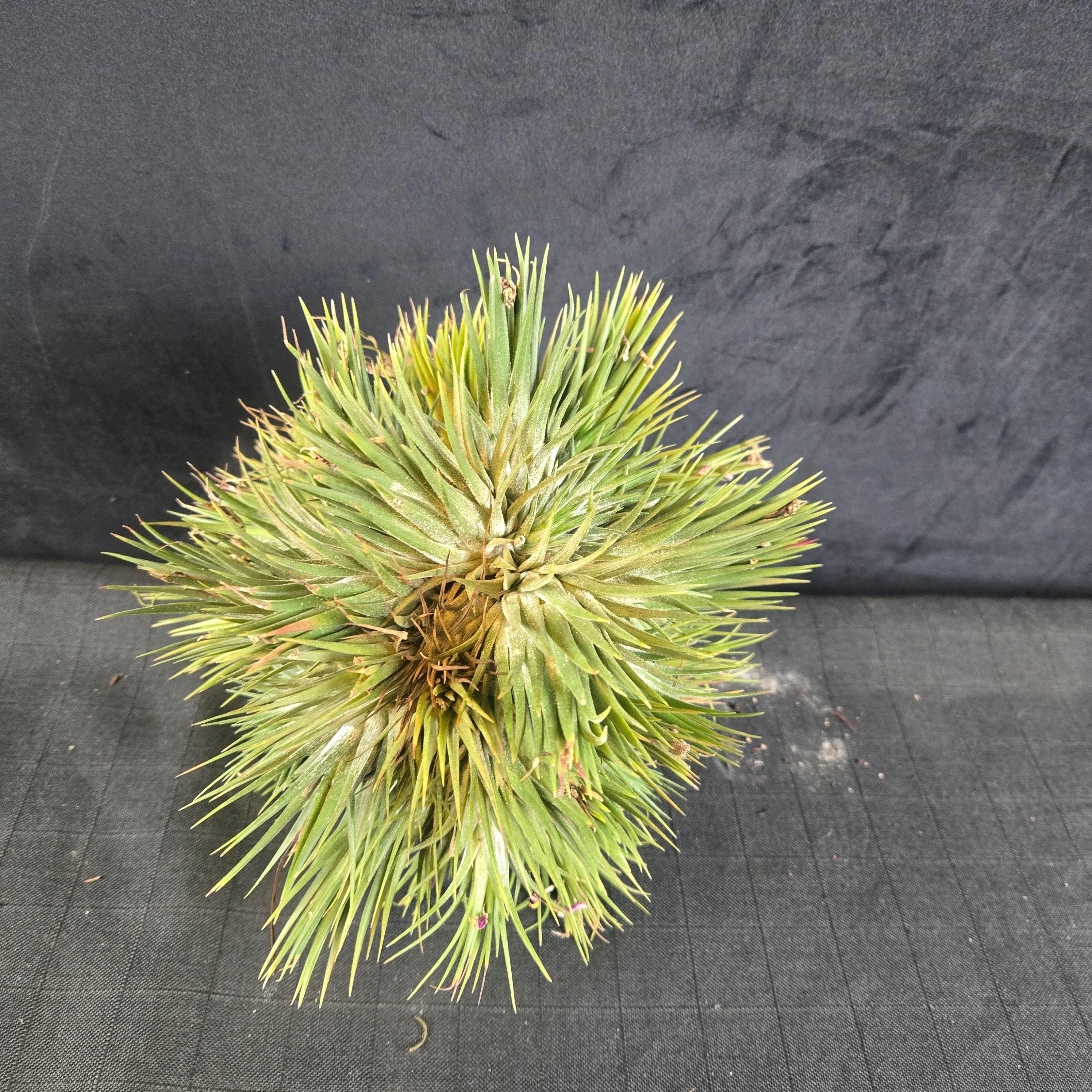 Tillandsia ionantha Clumps - Large & Mature - Image 6