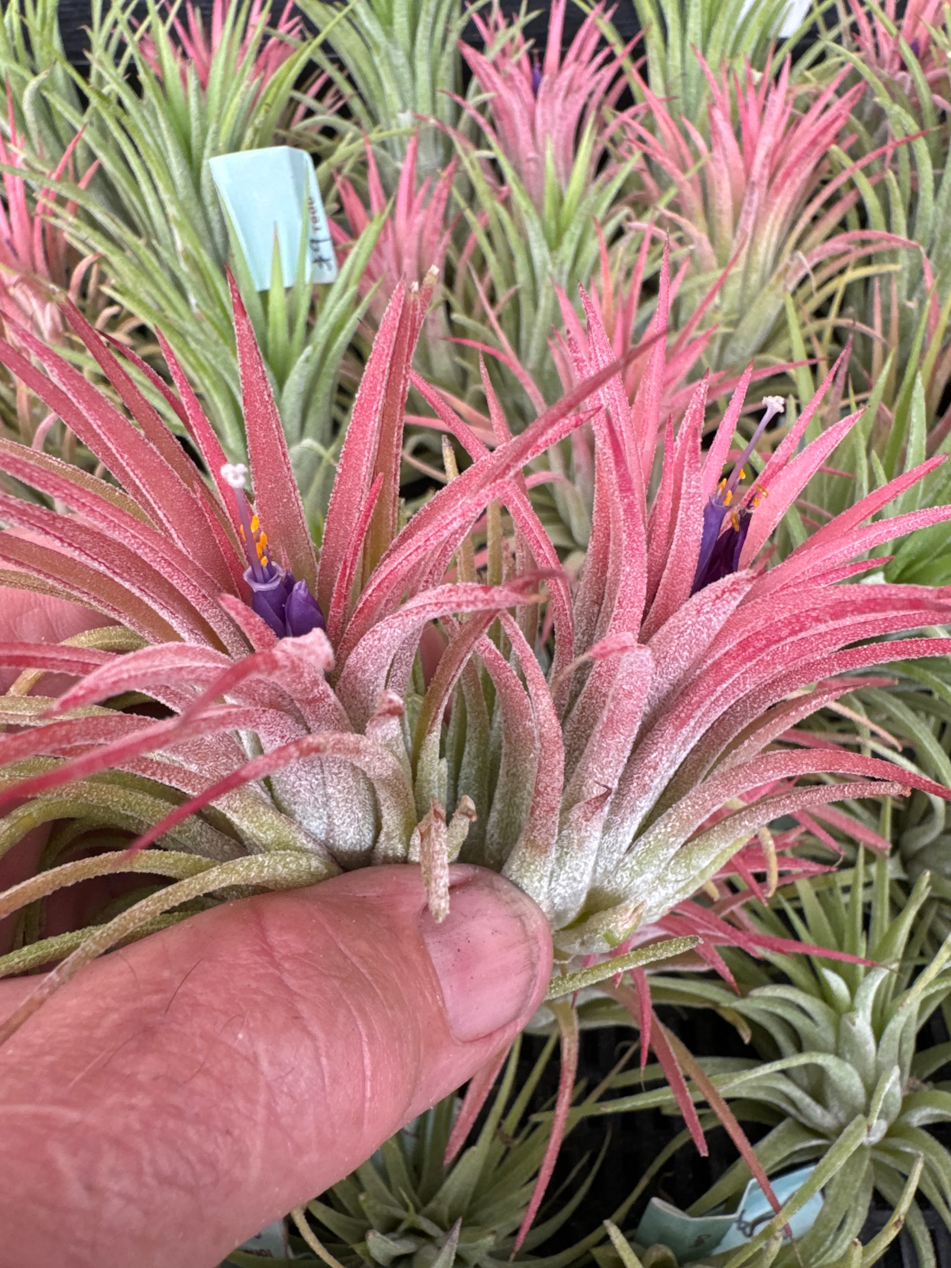 Tillandsia ionantha 'Curly' - Image 2