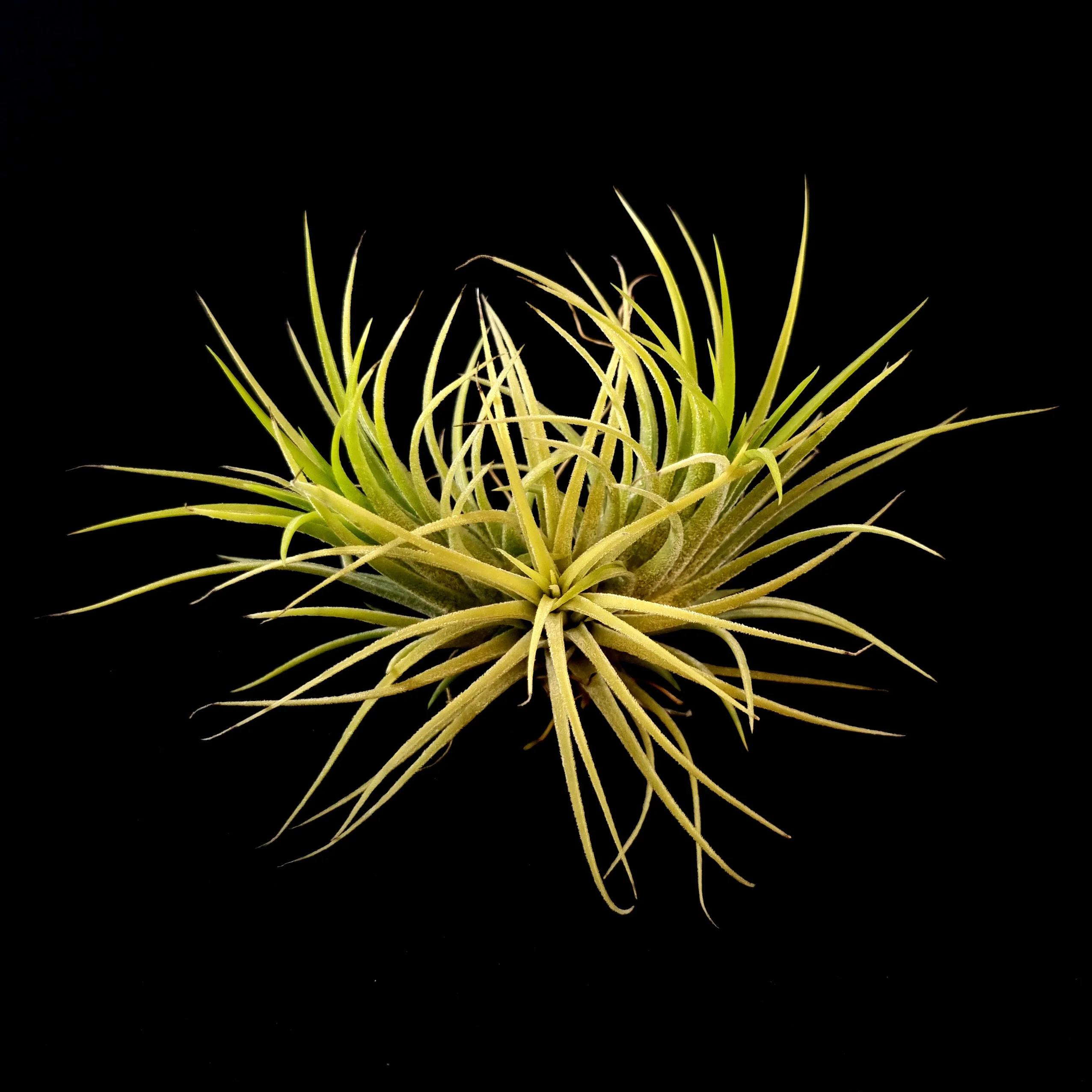 Tillandsia ionantha 'Druid' Alba Form - Image 2